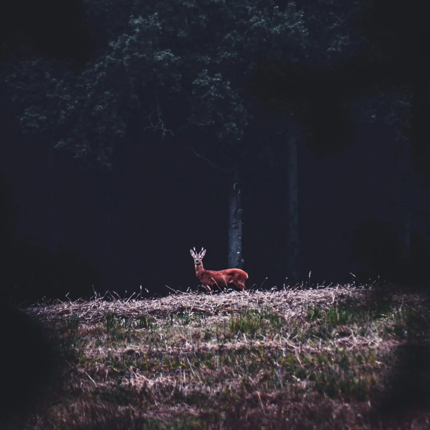Early morning capture of the deer around #stovercountrypark 
.
.
.
#deerphotography  #darkforest #woodland_photography #naturephotography