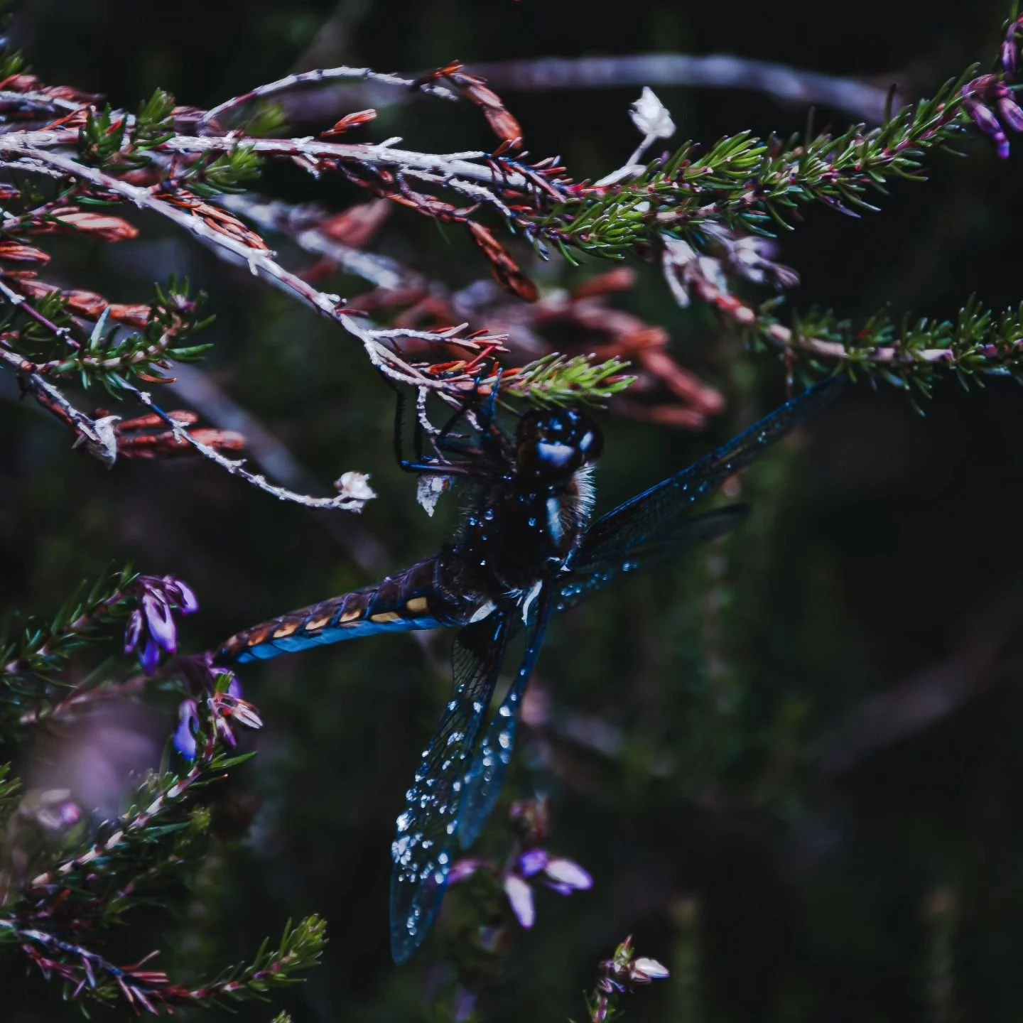 Pearls of morning light cling to ancient wings. Each droplet a tiny prism reflecting the world around it.
.
.
.
#DragonfliesOfInstagram #closeupphotography #MorningDew #NatureUp_Close #InsectPhotography #WildlifeWonders #DewDrops #NatureMacro #dragon