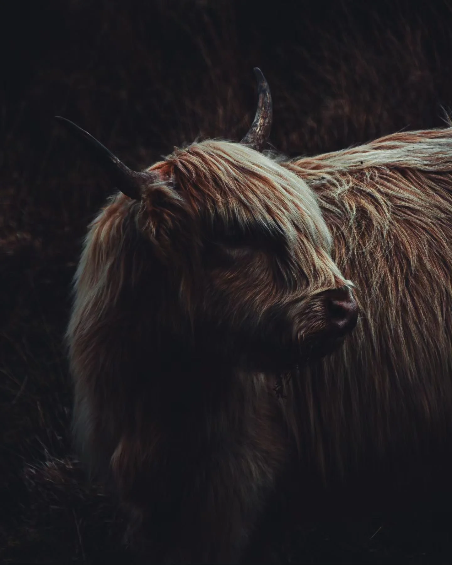 Dartmoor Highlanders.
.
.
.
#dartmoor #dartmoornationalpark #dartmoorhighlanders #naturephotography #photographylovers #highlandcow