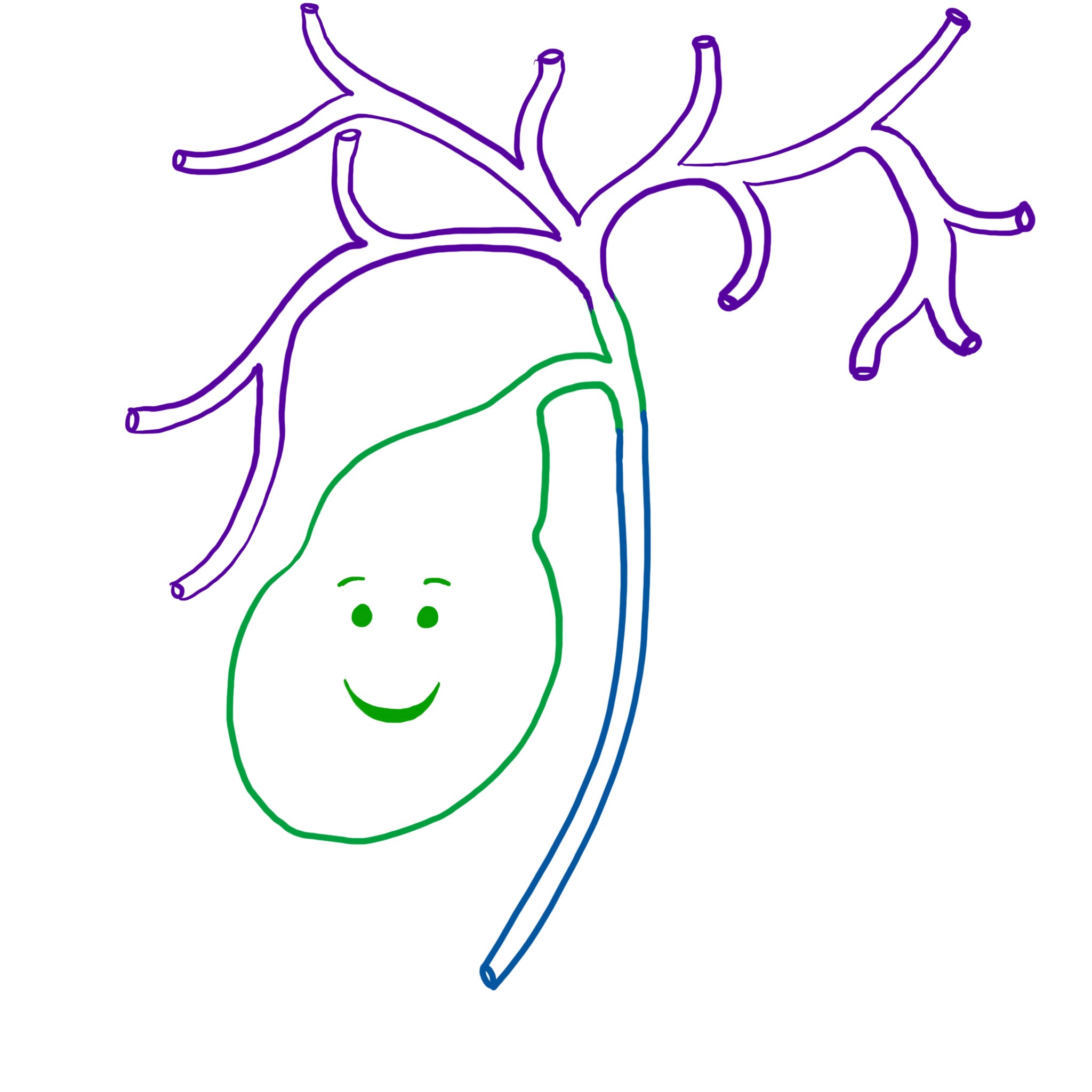 Gall Bladder (The Liver Assister)