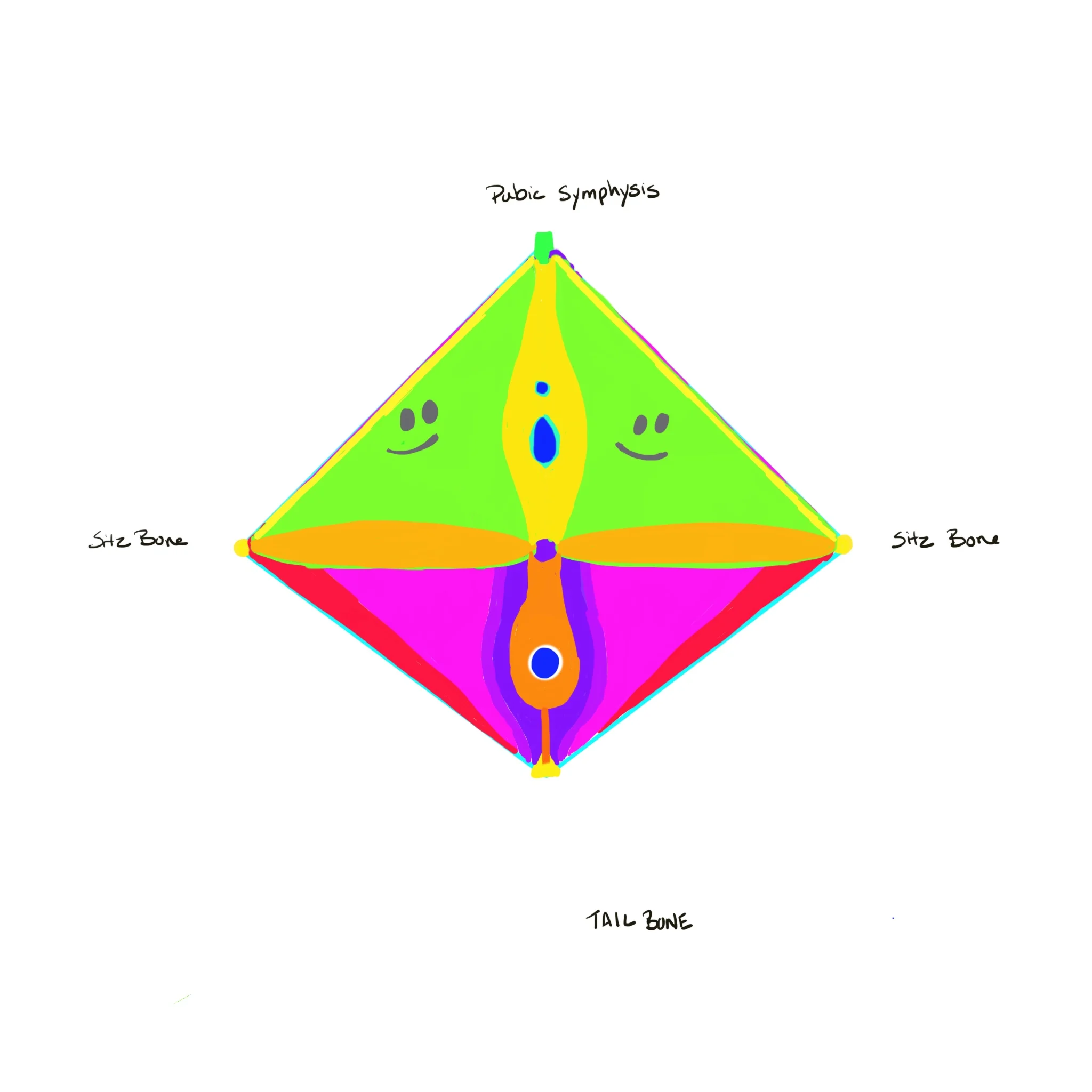 The Female Pelvic Floor