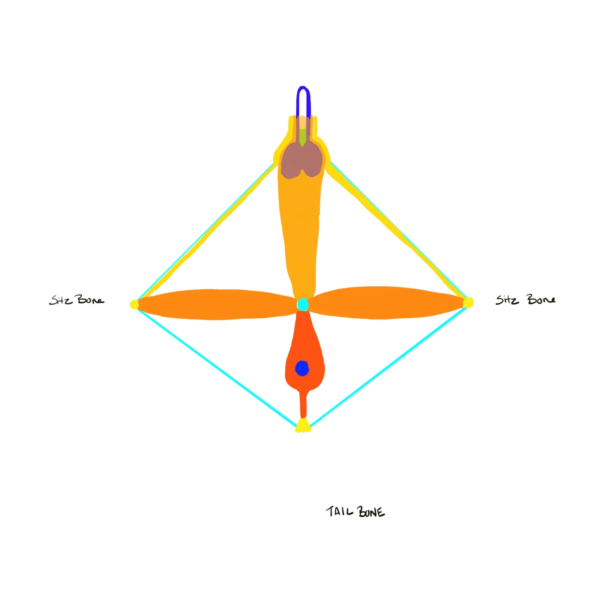 Male Pelvic Floor Diagram - Superficial Layer