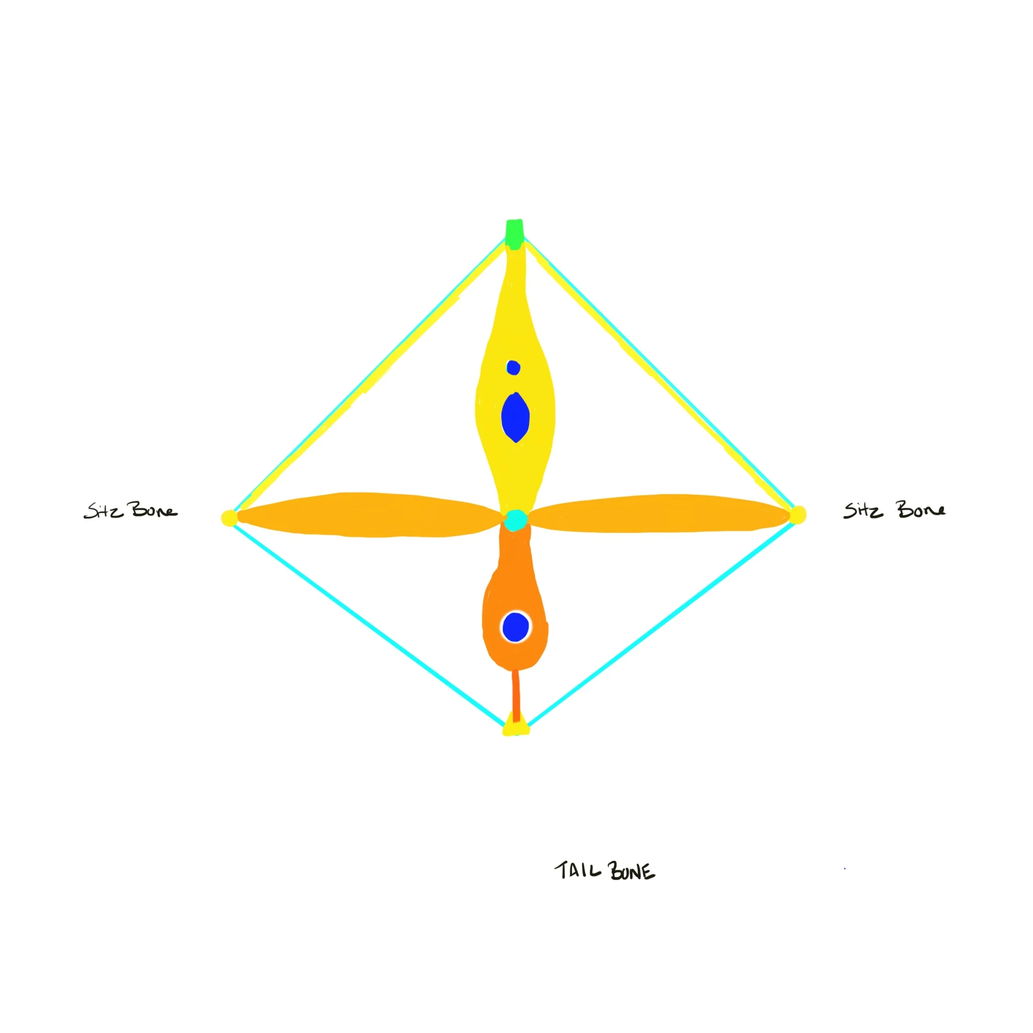 Female Pelvic Floor Diagram - Superficial Layer