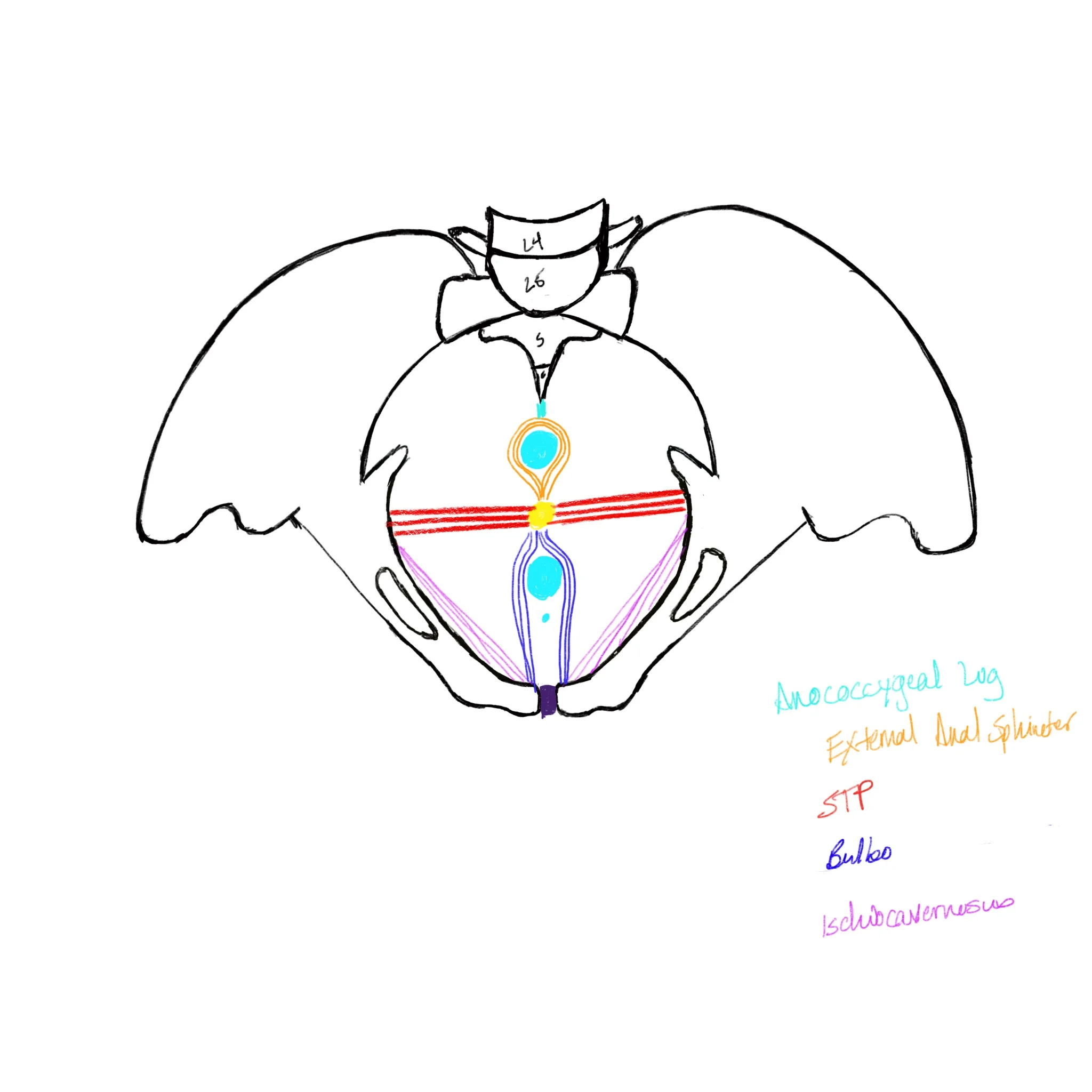 This is a schematic of the female pelvic floor.View from Above (looking down, from the diaphragm into the pelvic outlet)The blue circles represent (from top to bottom), the anus, the vaginal opening and the urethra.
