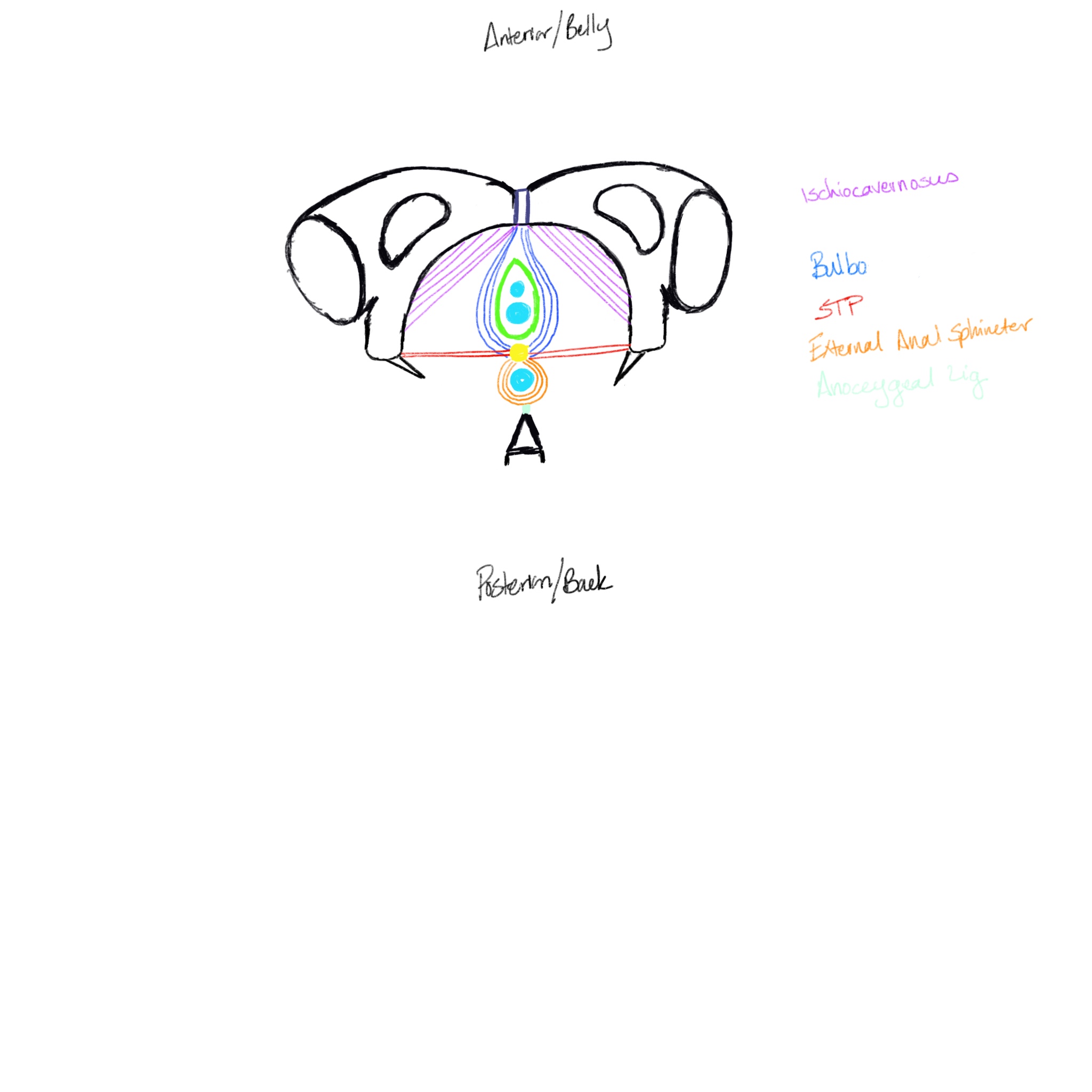 Pelvic_Floor_-_Distal_View 8.jpg