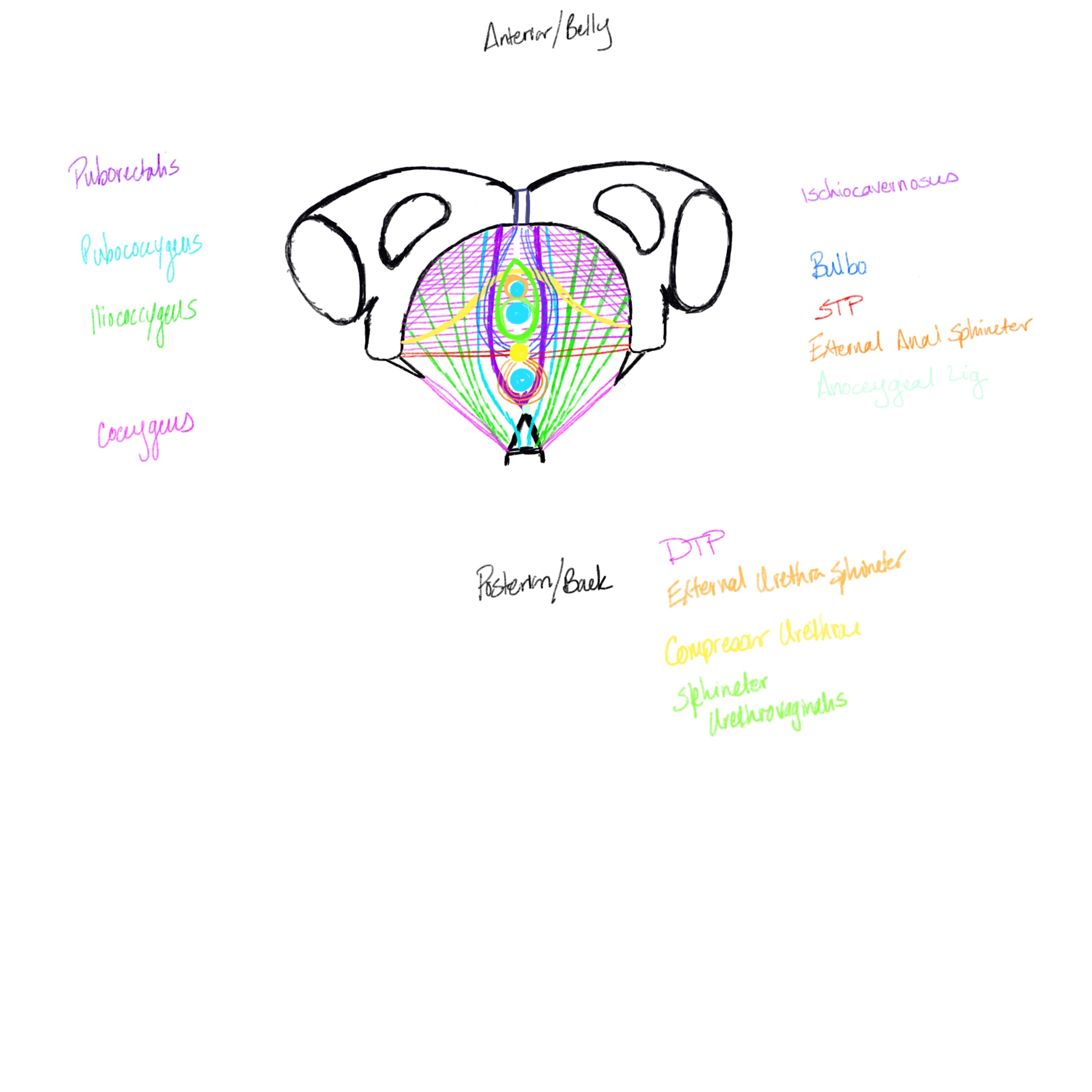 Pelvic_Floor_-_Distal_View 10.jpg