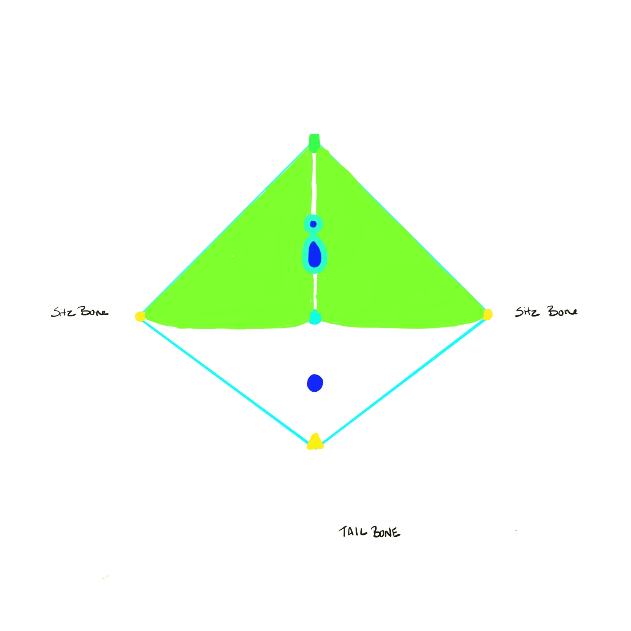 Female Pelvic Floor Diagram - Middle Layer