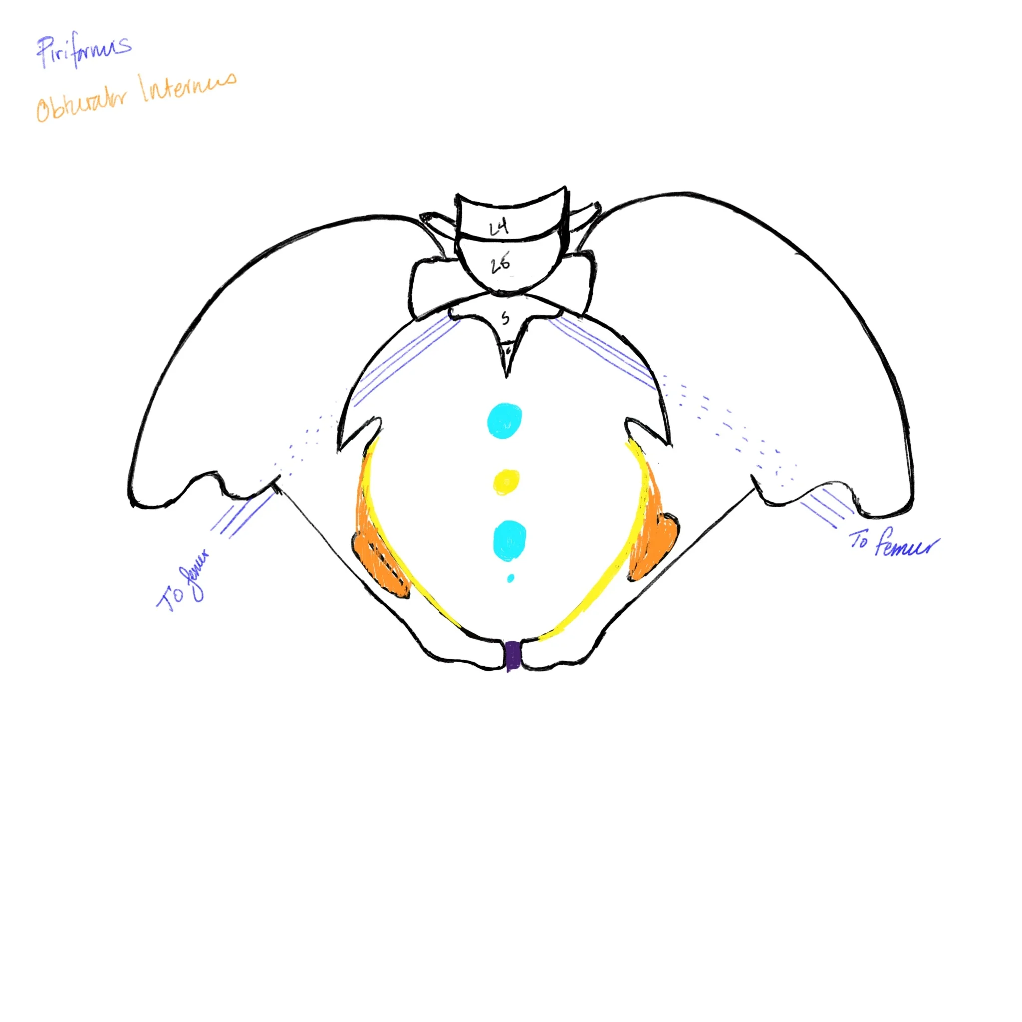 This is a schematic of the female pelvic floor.View from Above (looking down, from the diaphragm into the pelvic outlet)The blue circles represent (from top to bottom), the anus, the vaginal opening and the urethra.