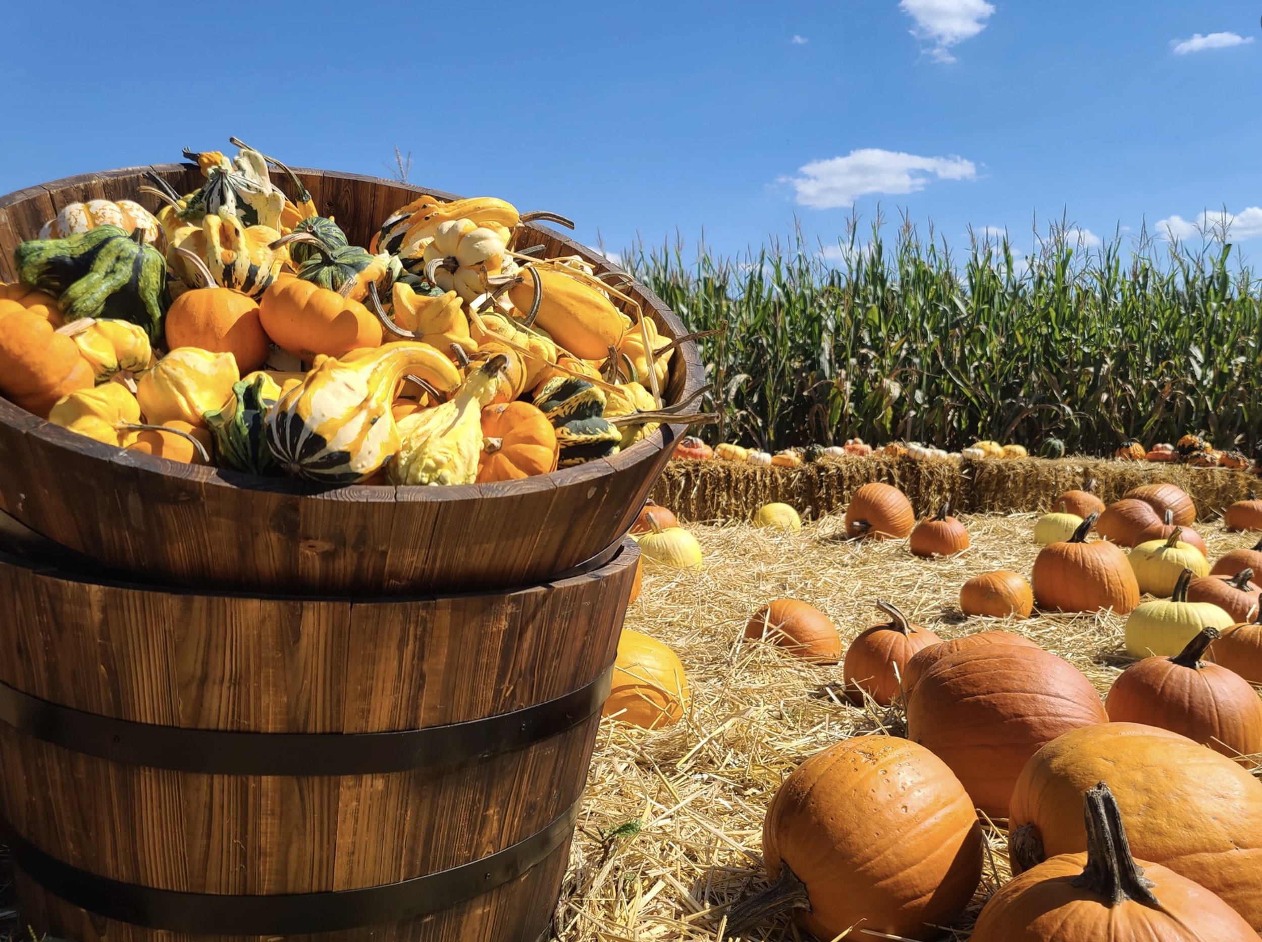 Broad-River-Corn-Maze.jpg