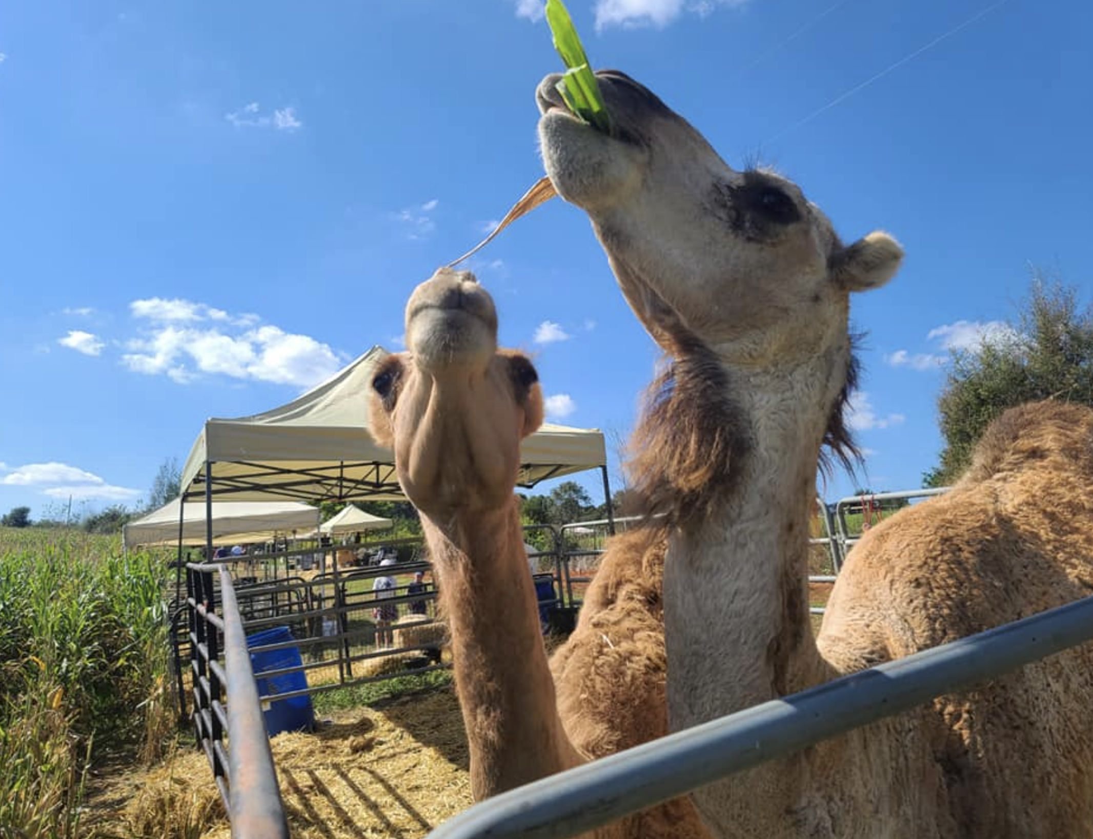 Camel-petting-zoo.jpg