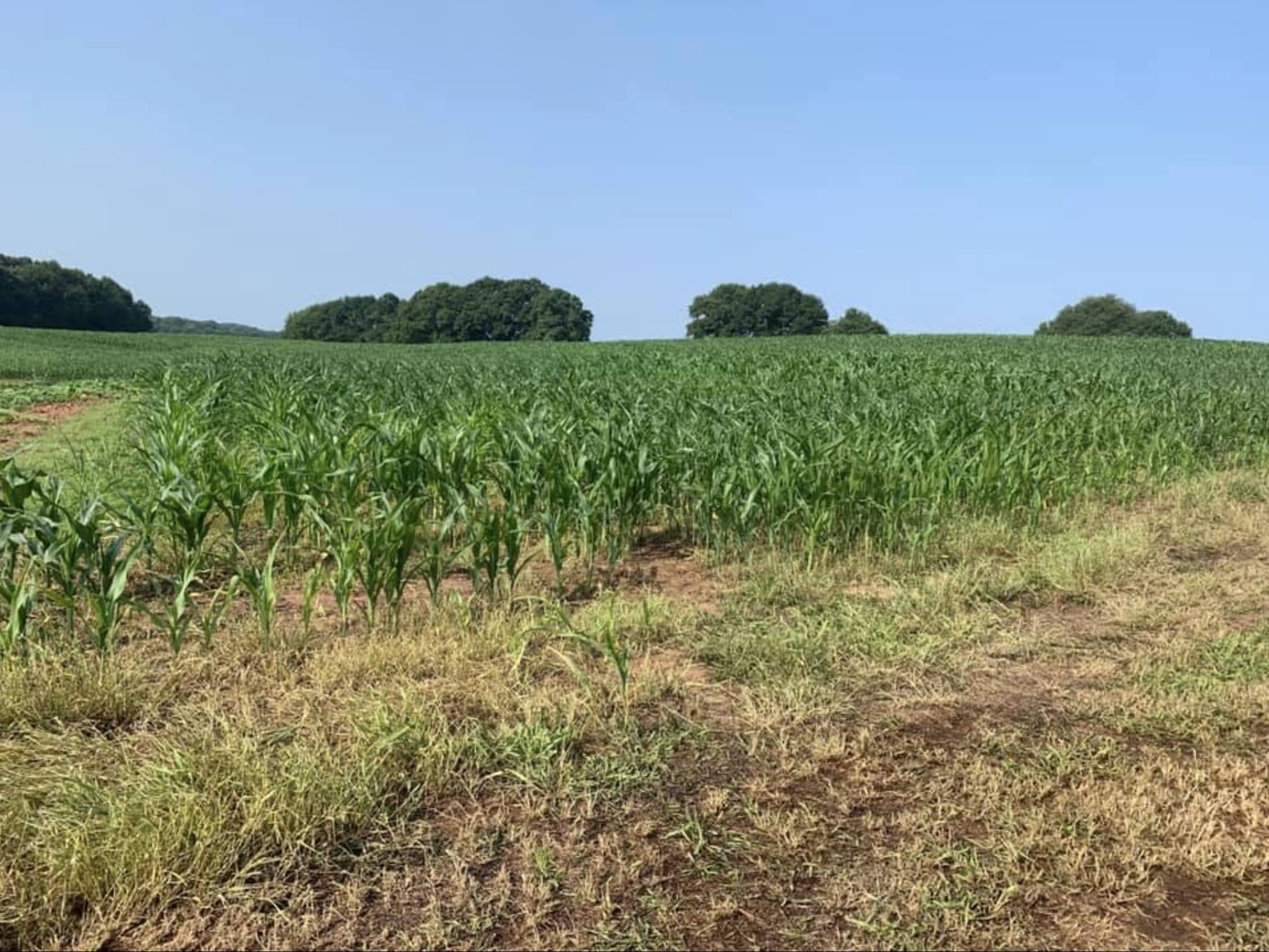 Madison-County-Corn-Maze.jpg