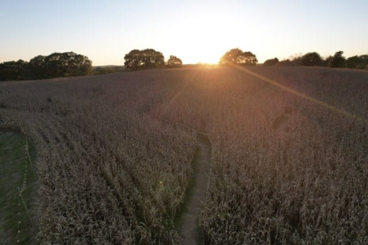 Sunset-at-Danielsville-Corn-Maze.jpg
