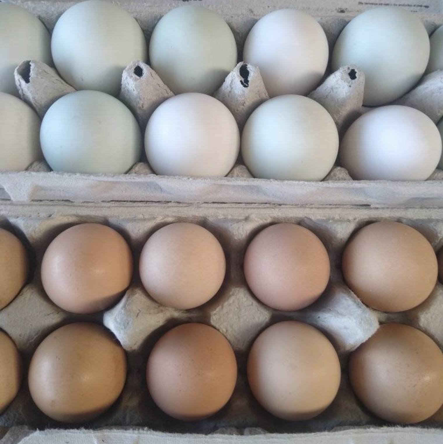 Comer-Farmers-Market-Eggs.jpg