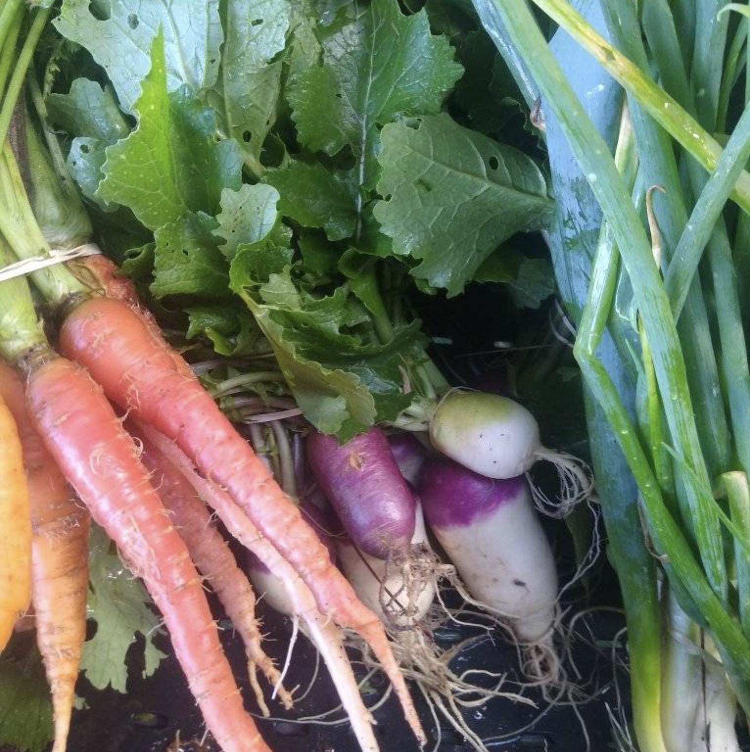 Georgia-Farmers-Market-Vegetables.jpg