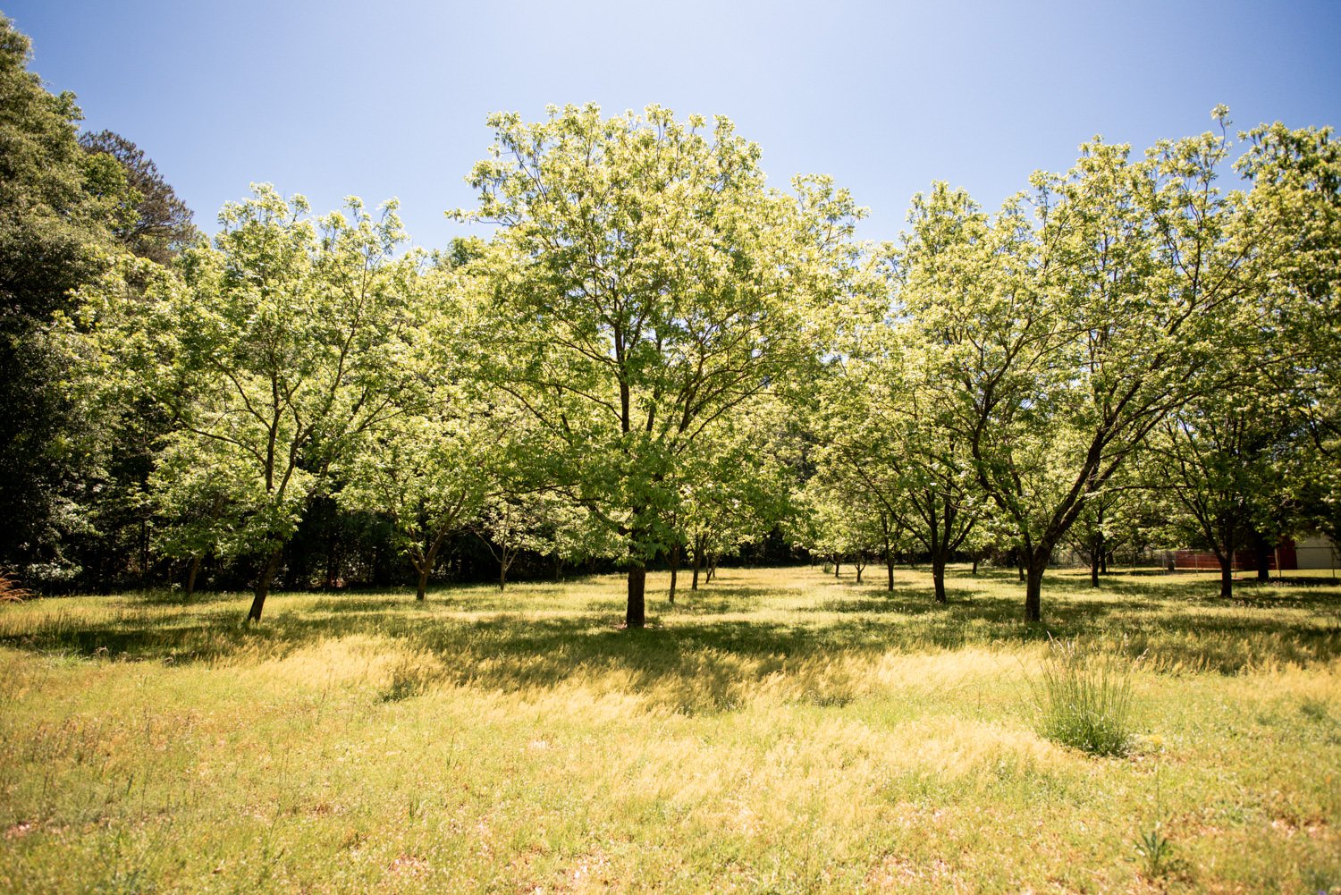 pecan-orchard-georgia-1.jpg