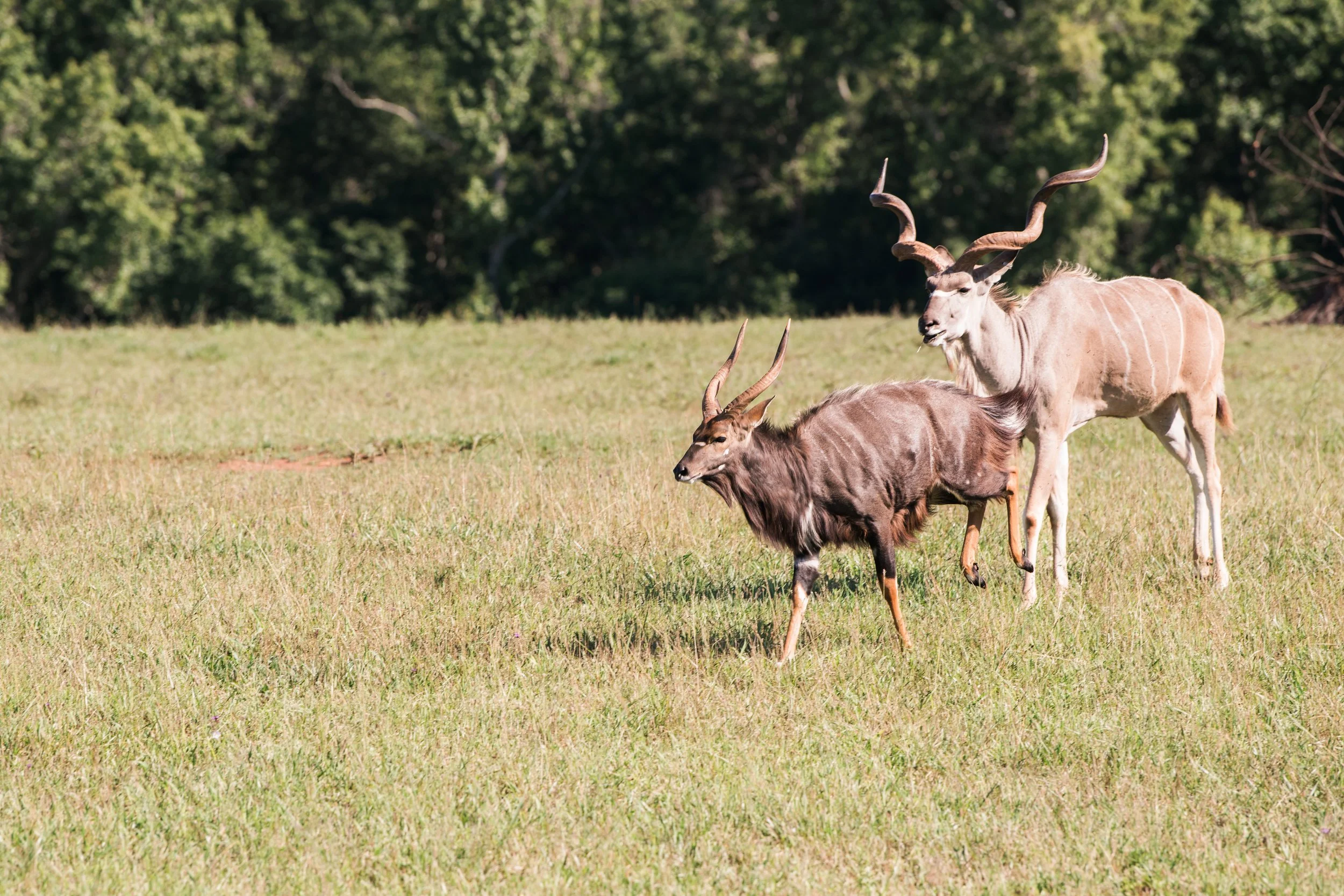 antelope i think-1.JPG