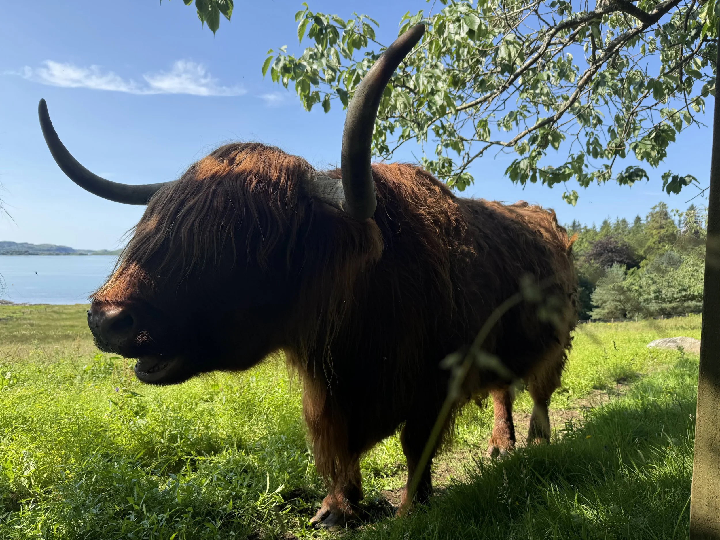 ox i think.jpg