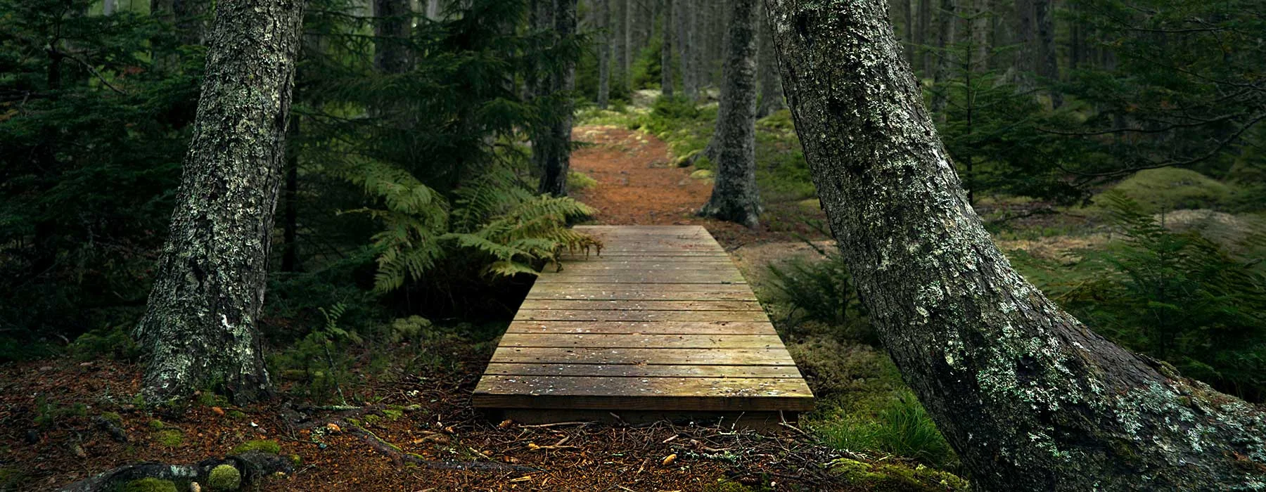 A wooden footbridge on the campus of Haystack Mountain School of Crafts