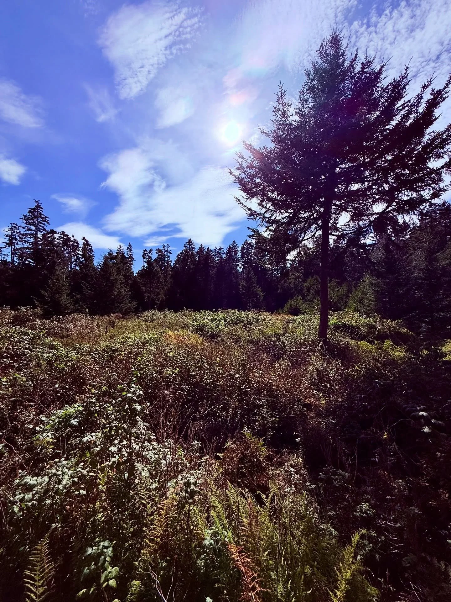 Imagine this field off the beaten path on the Haystack campus with a solar array installation&hellip;☀️ 

Haystack is exploring the interconnectivity of a solar array that will generate more electricity than Haystack consumes in a year, to offset our