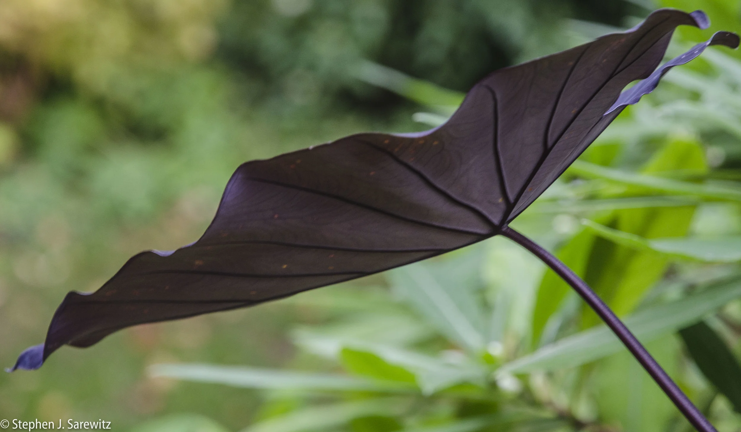 Leaves_front_yd-9.jpg