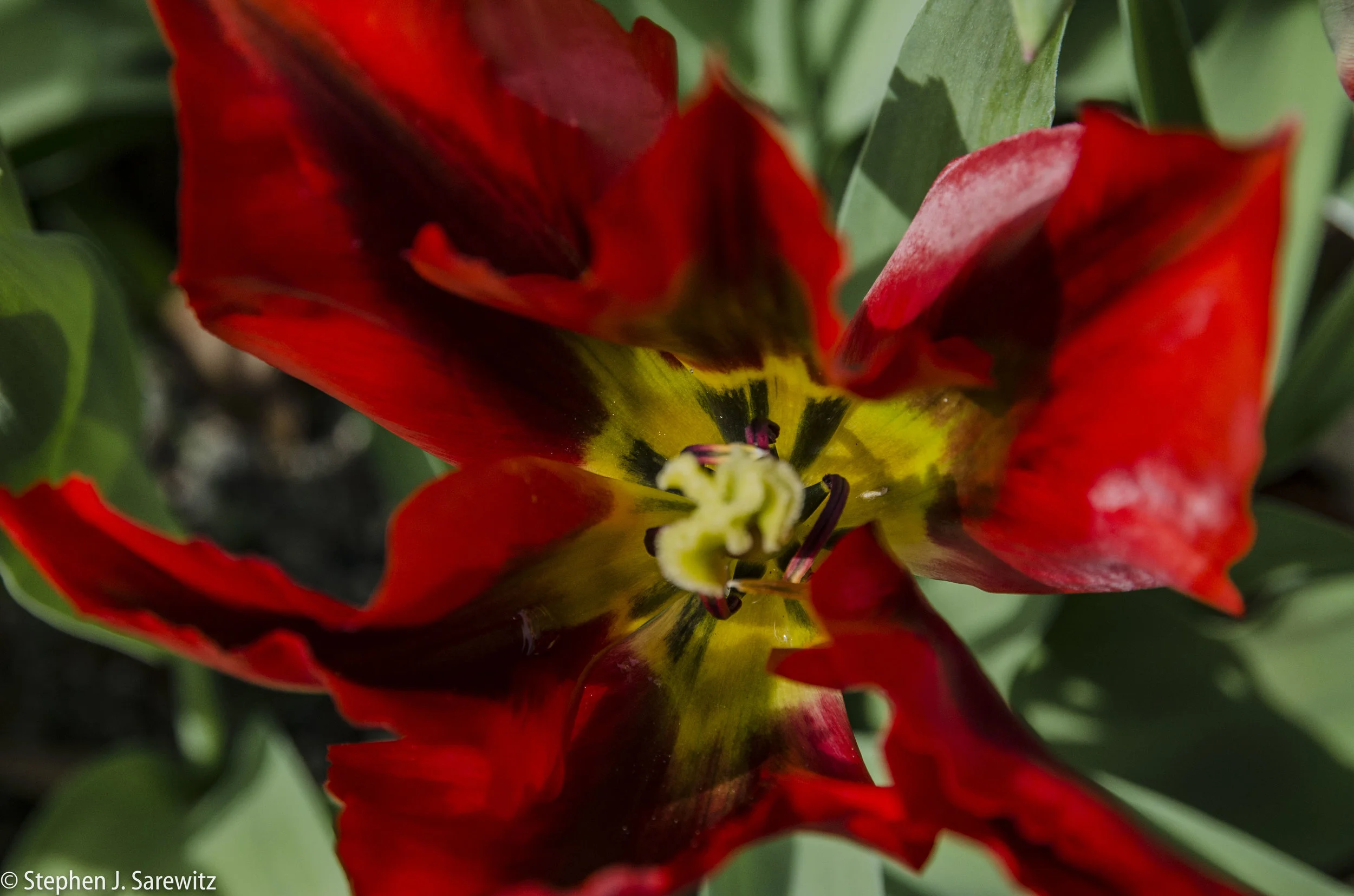 DSC_0595.jpg