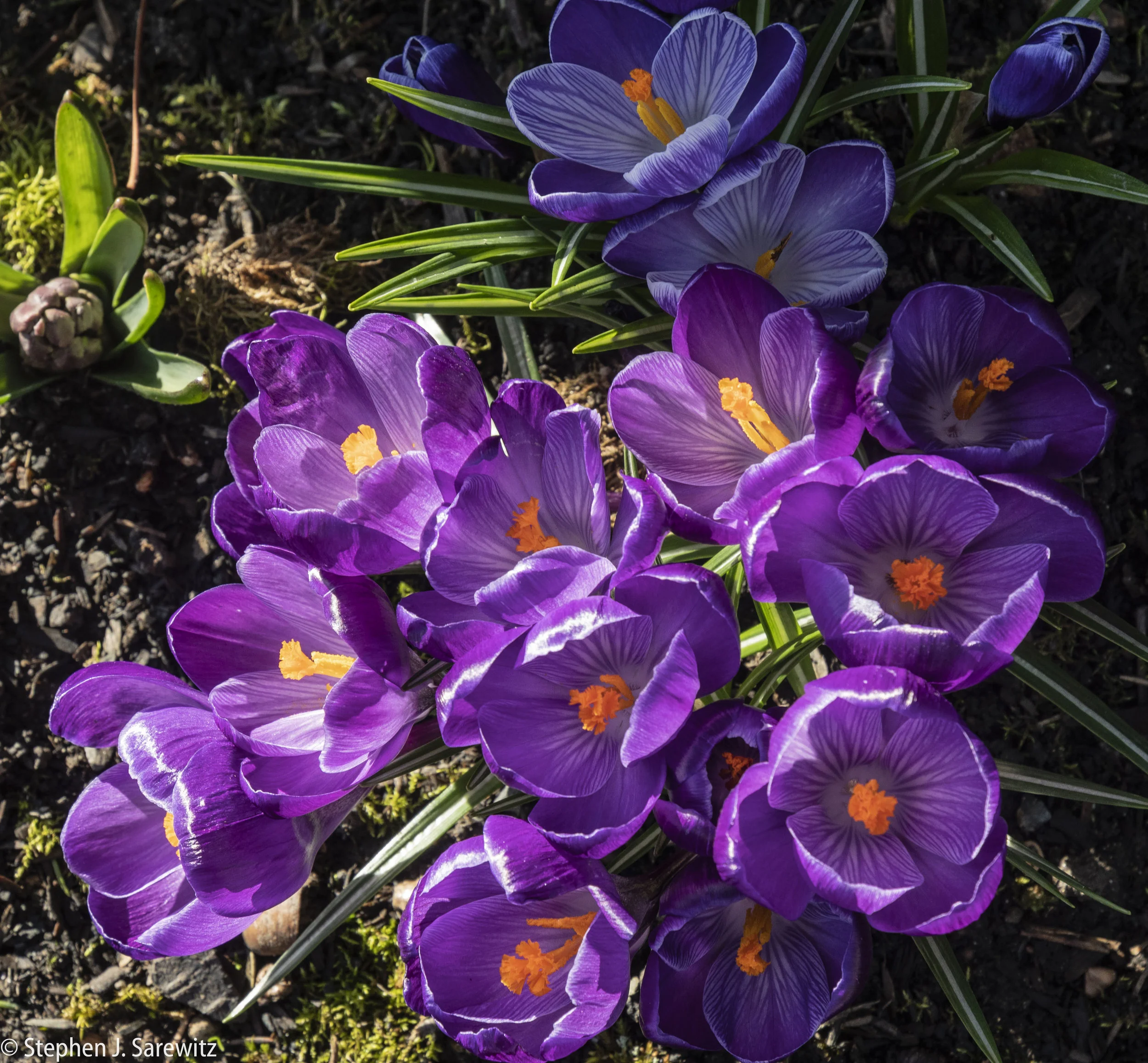 Crocus-18.jpg