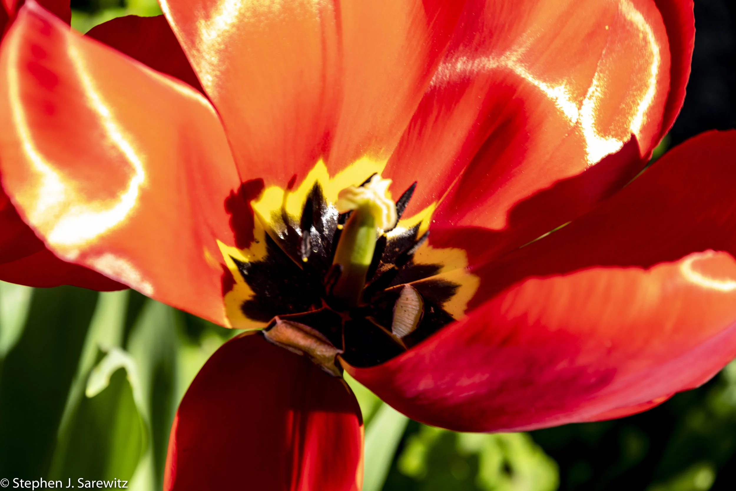 Tulips-20.jpg