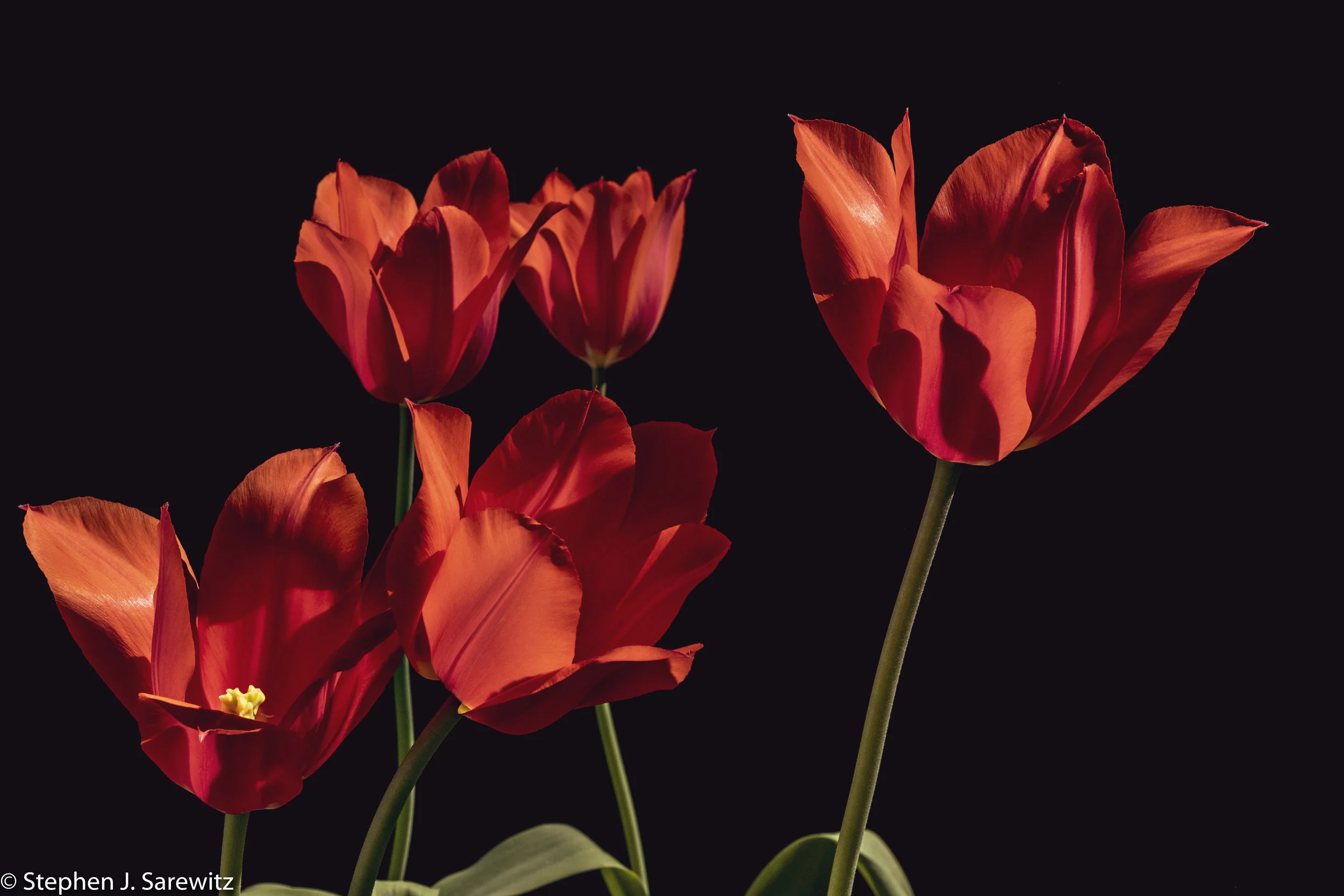 Tulips3-12.jpg