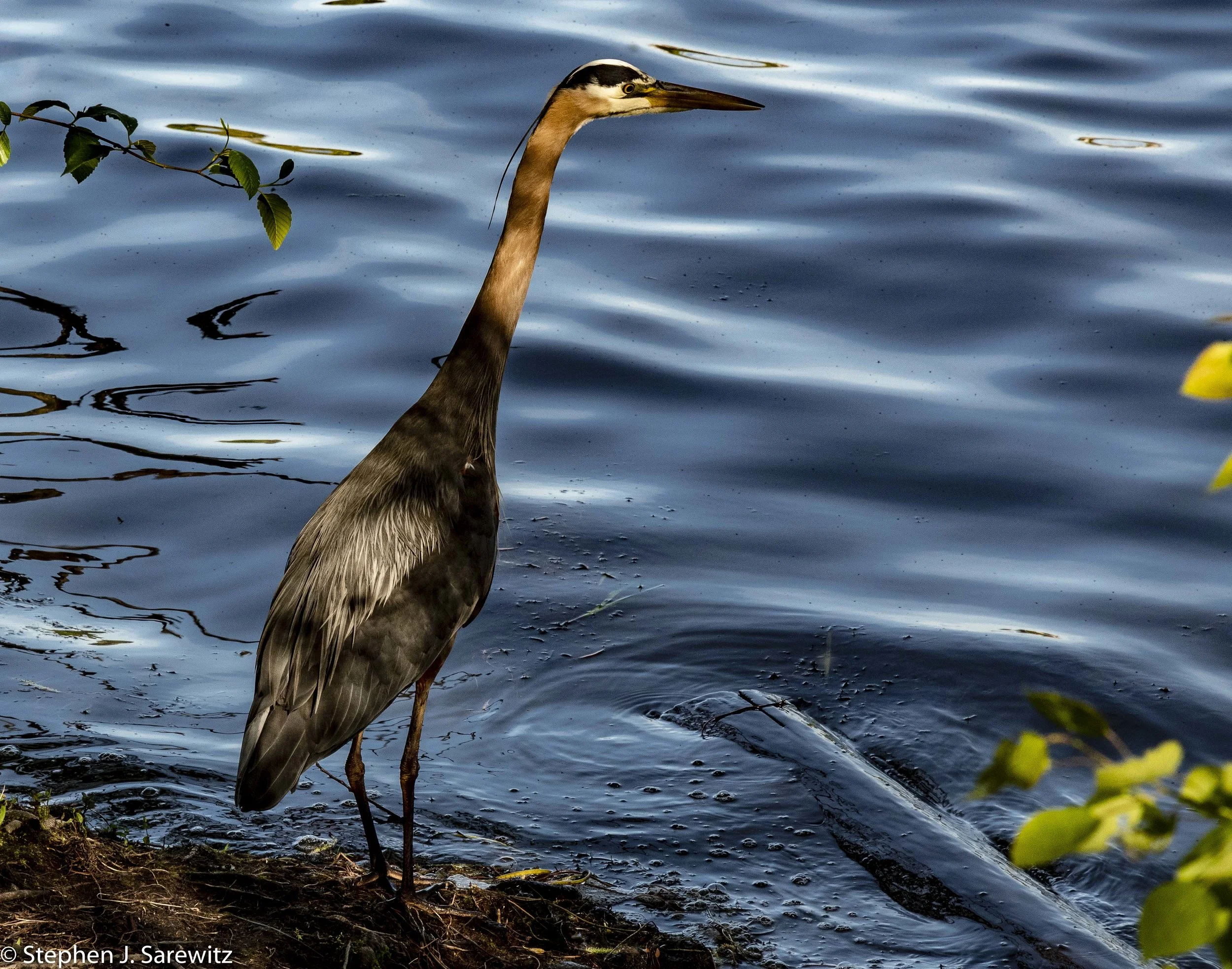GreenLake-5.jpg