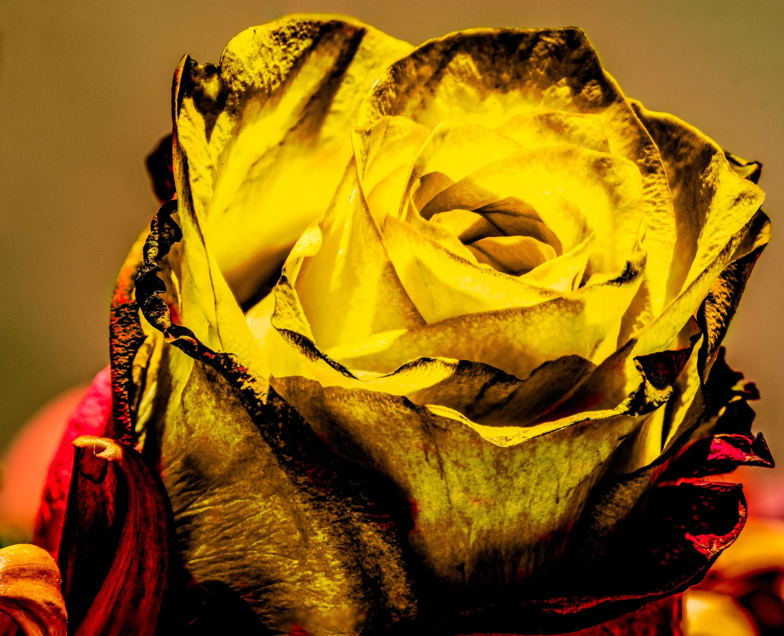 20221025-DSC_9875-Edit-Edit-Edit.jpg