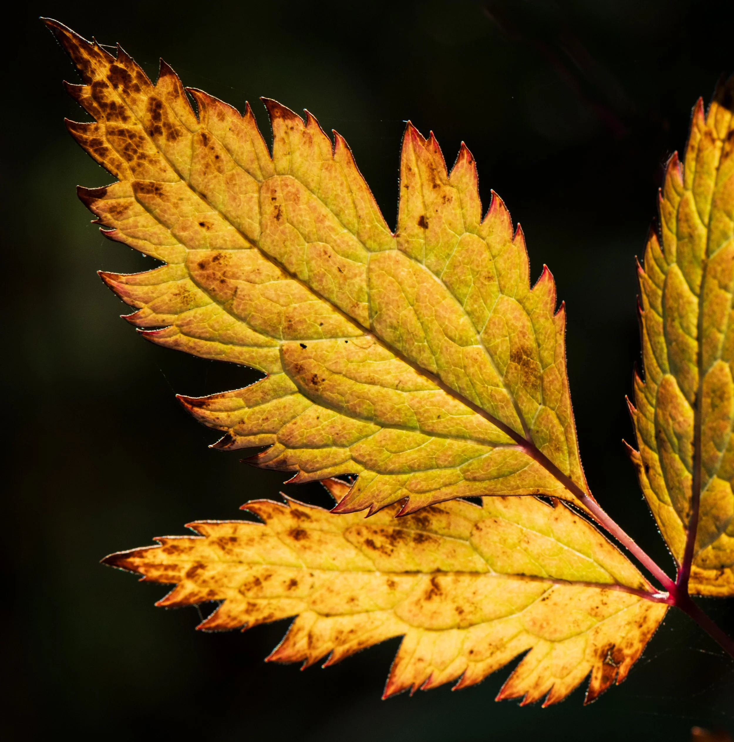 20231124-DSC_1579-Edit.jpg