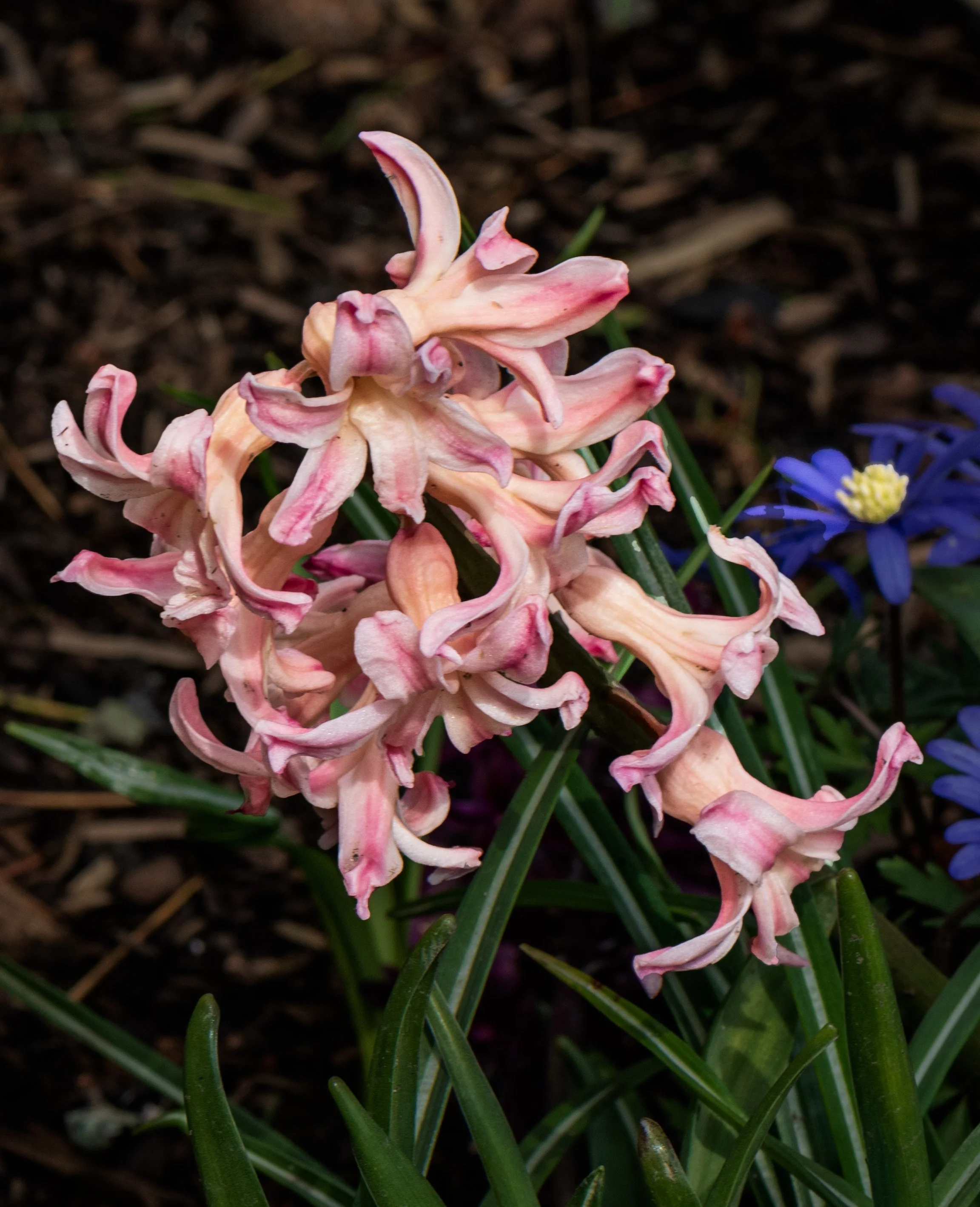 20250403-DSC_3992-Edit.jpg