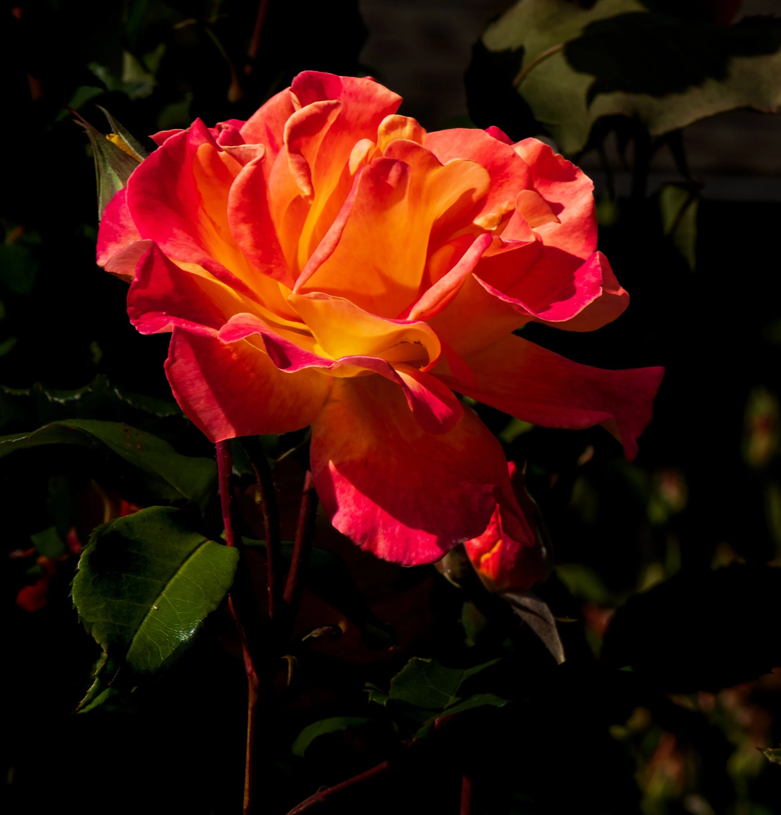 20250603-DSC_4461-Edit.jpg