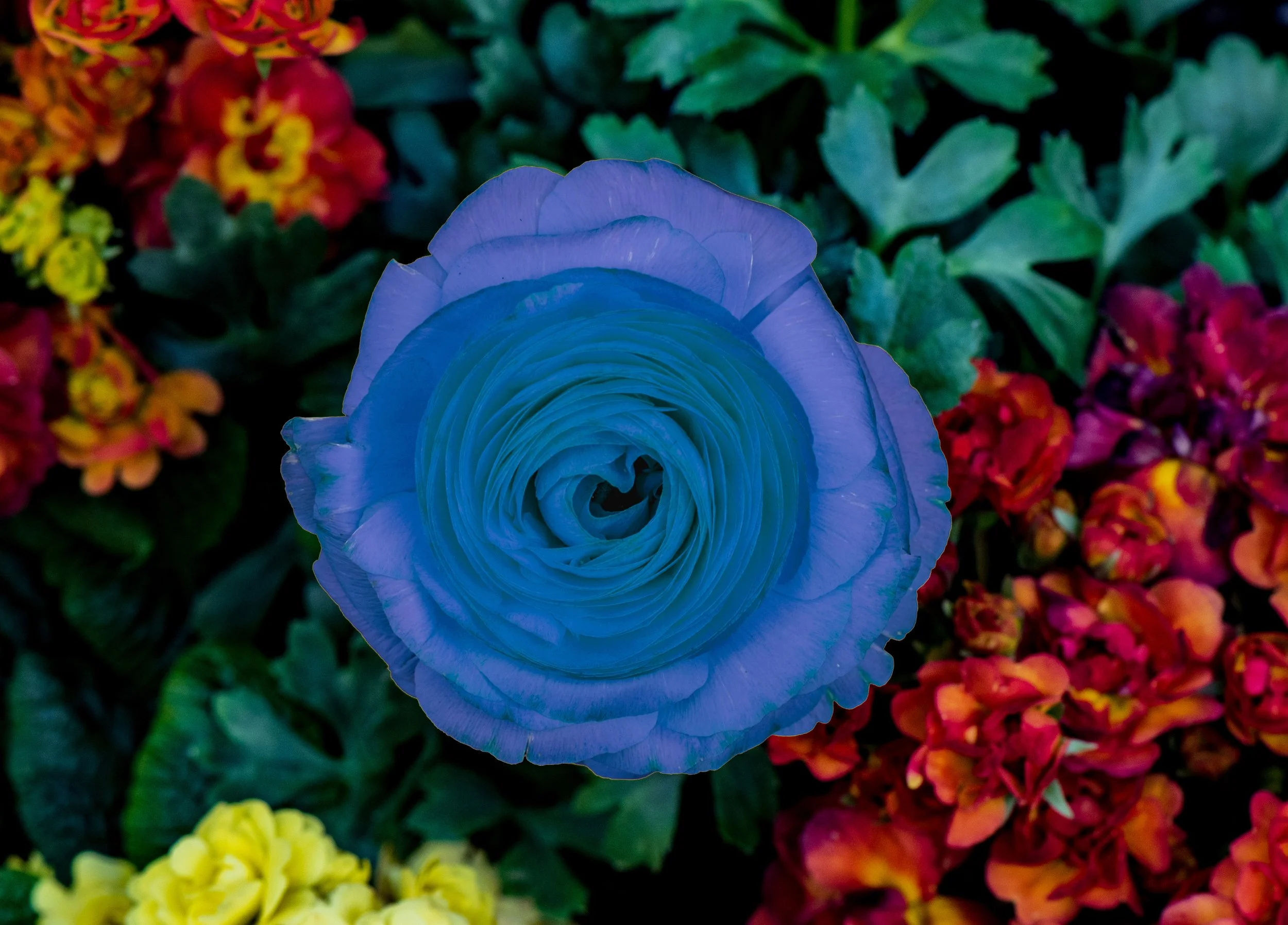 DSC_5473-Edit.jpg