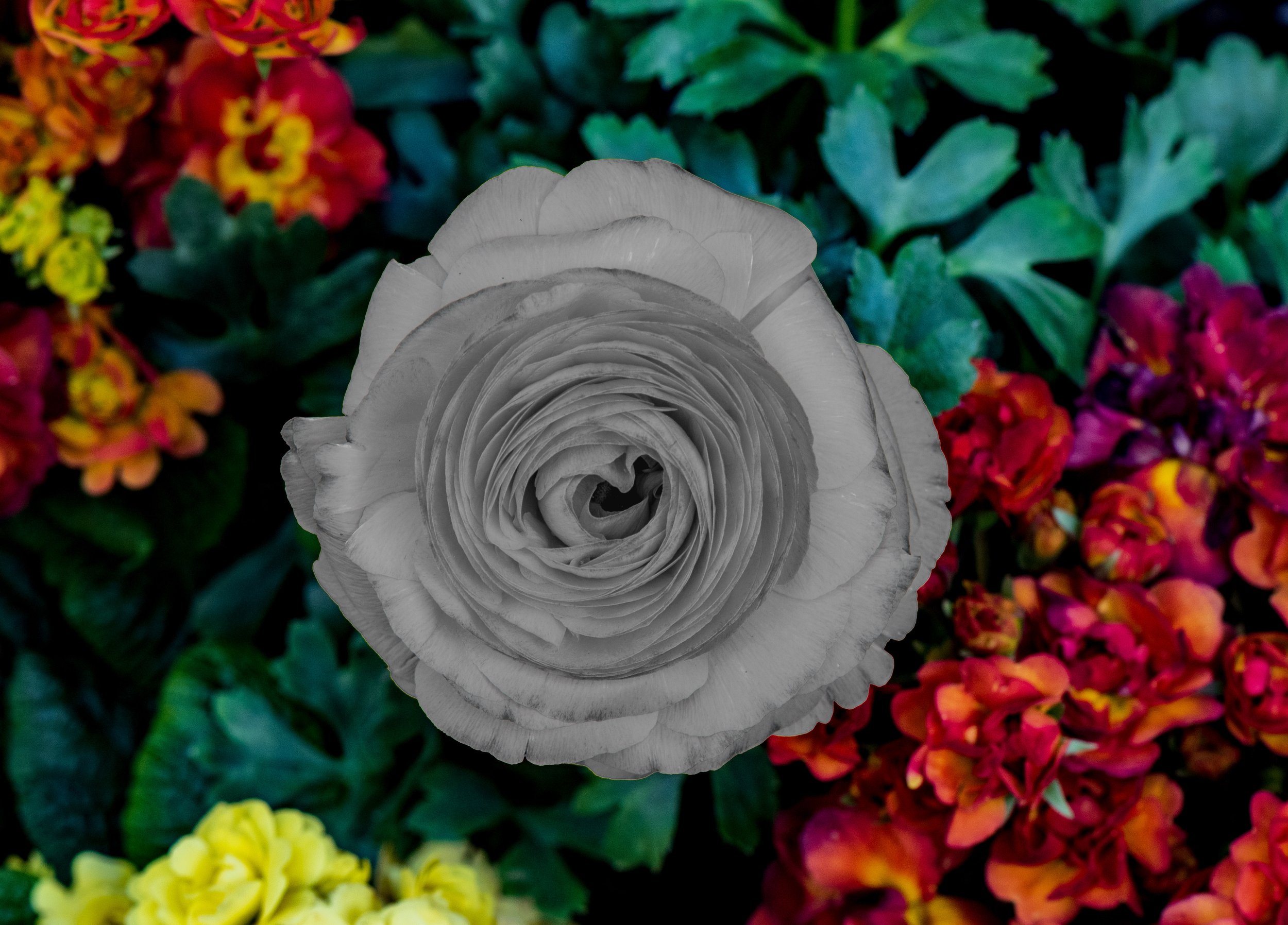 DSC_5473-Edit2.jpg
