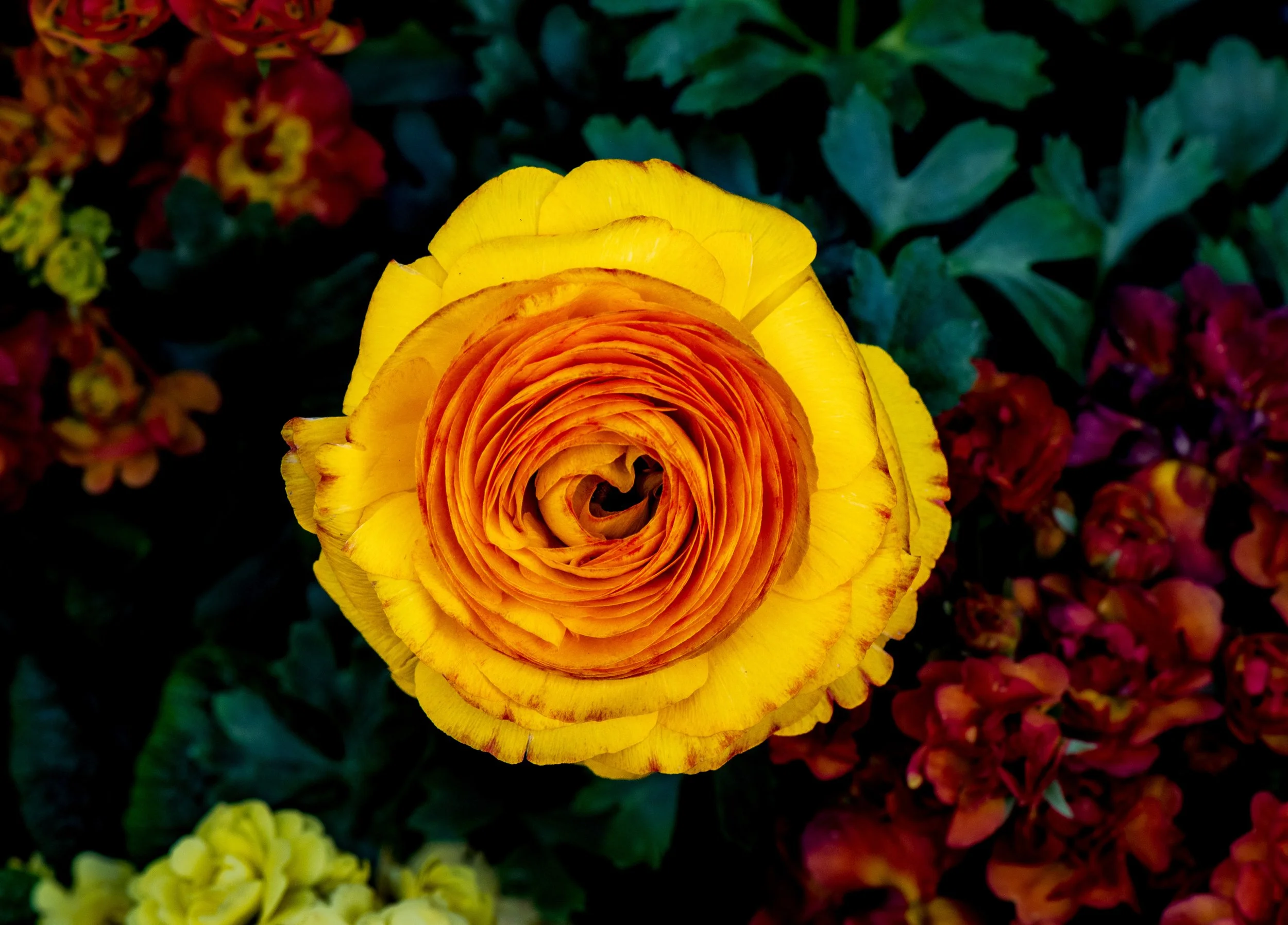 DSC_5473.jpg