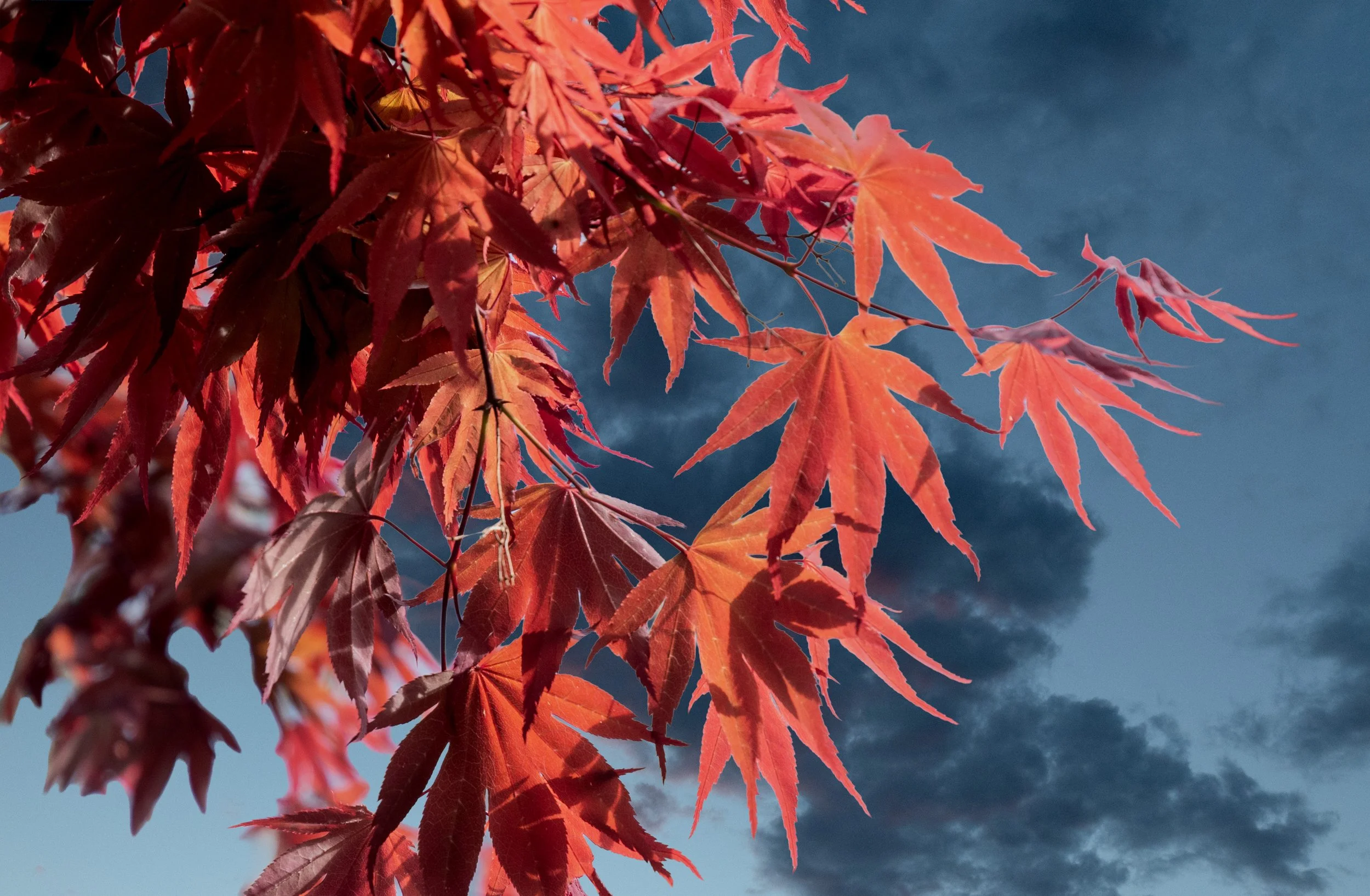 DSC_5716-Edit.jpg