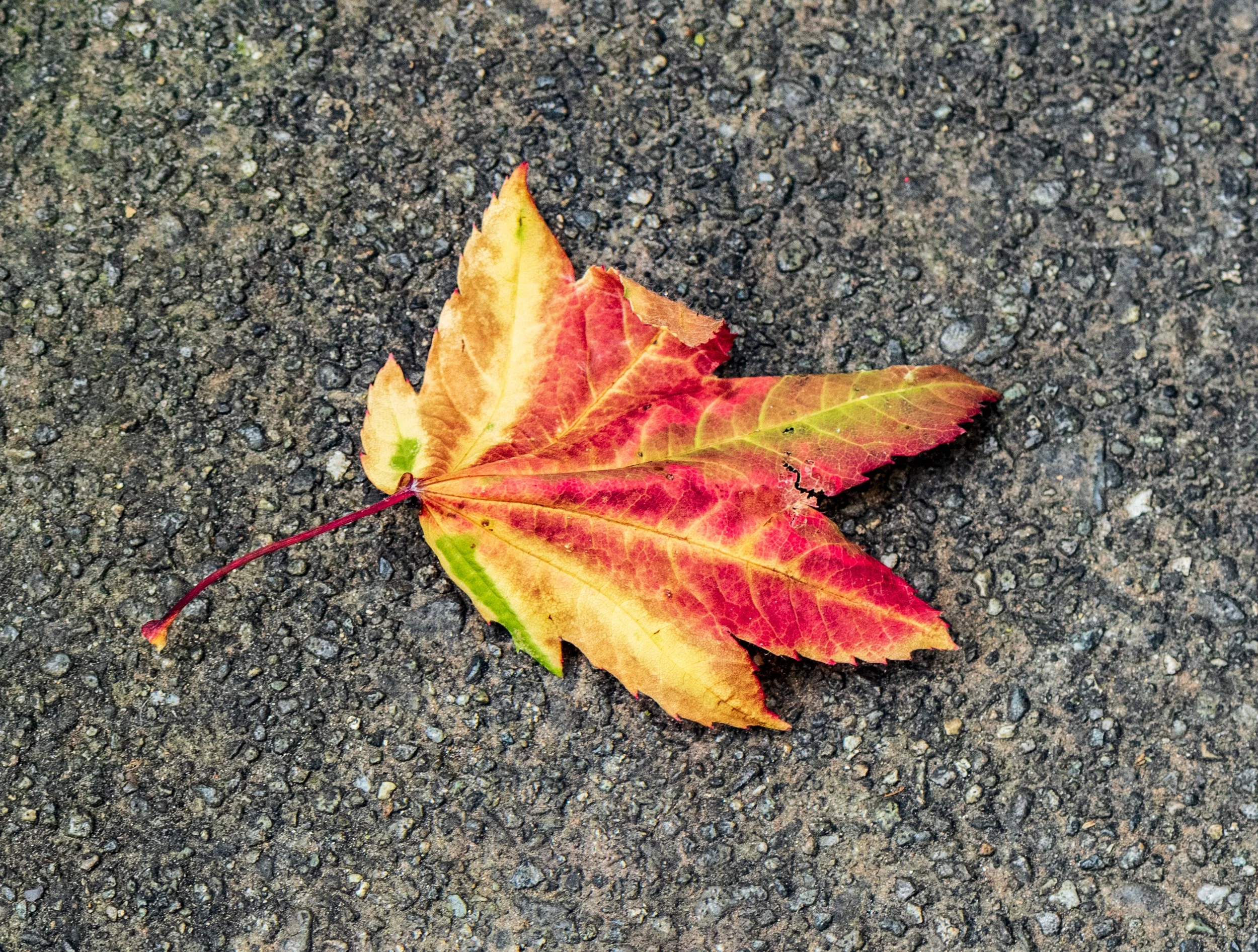 DSC_6285.jpg