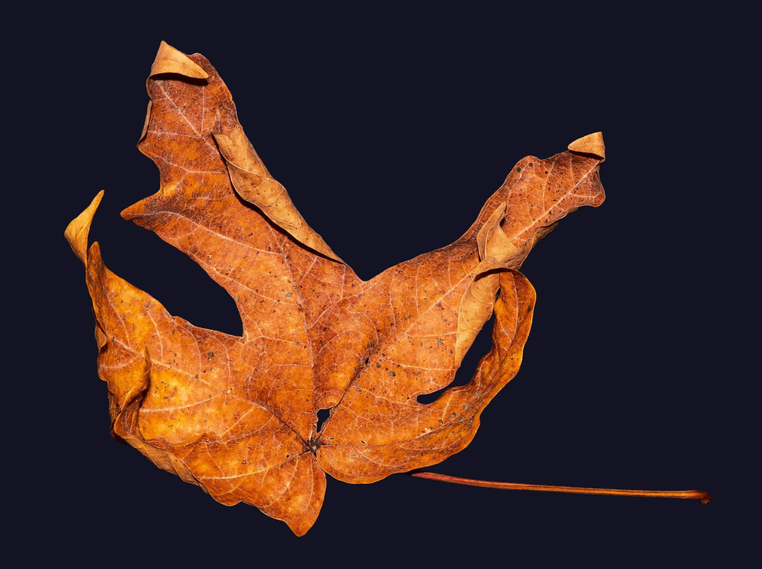 DSC_6340-Edit.jpg