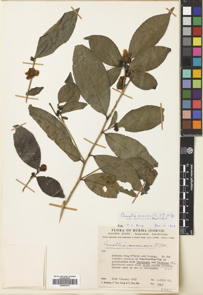 breathing leaves