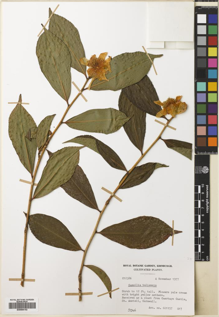 breathing leaves