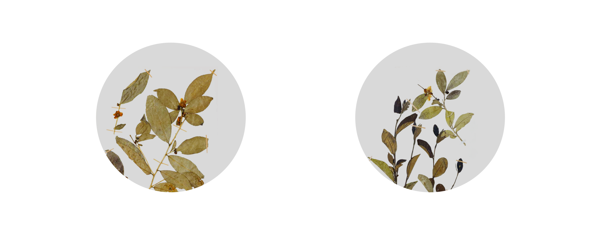 Varieties.png