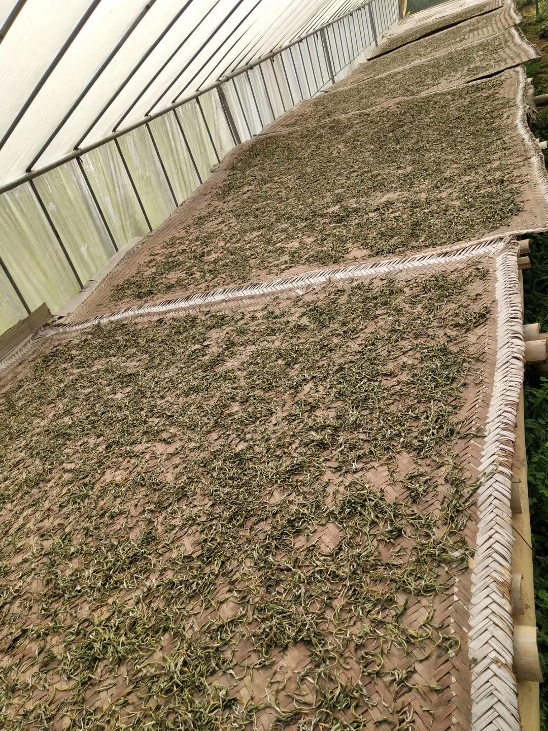 Pu’er tea being dried. After which, it will be loose-leaf pu’er or maocha .