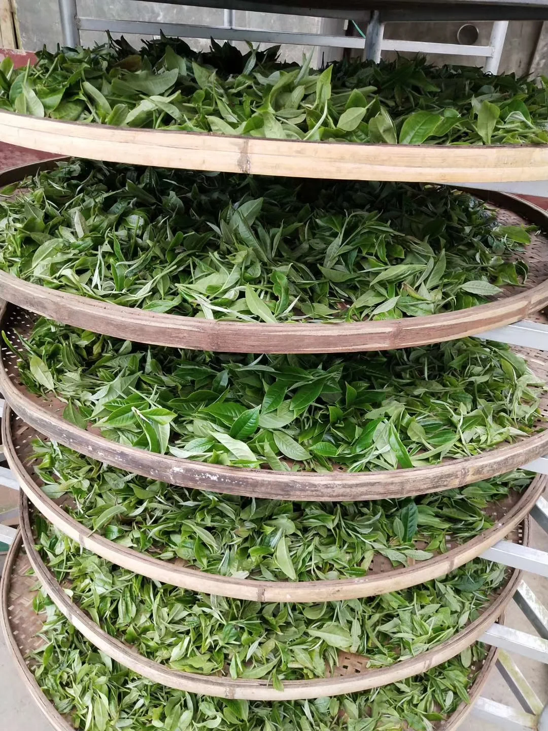Leaves withering before being processed into raw pu’er. Spontaneous oxidation is already occurring.