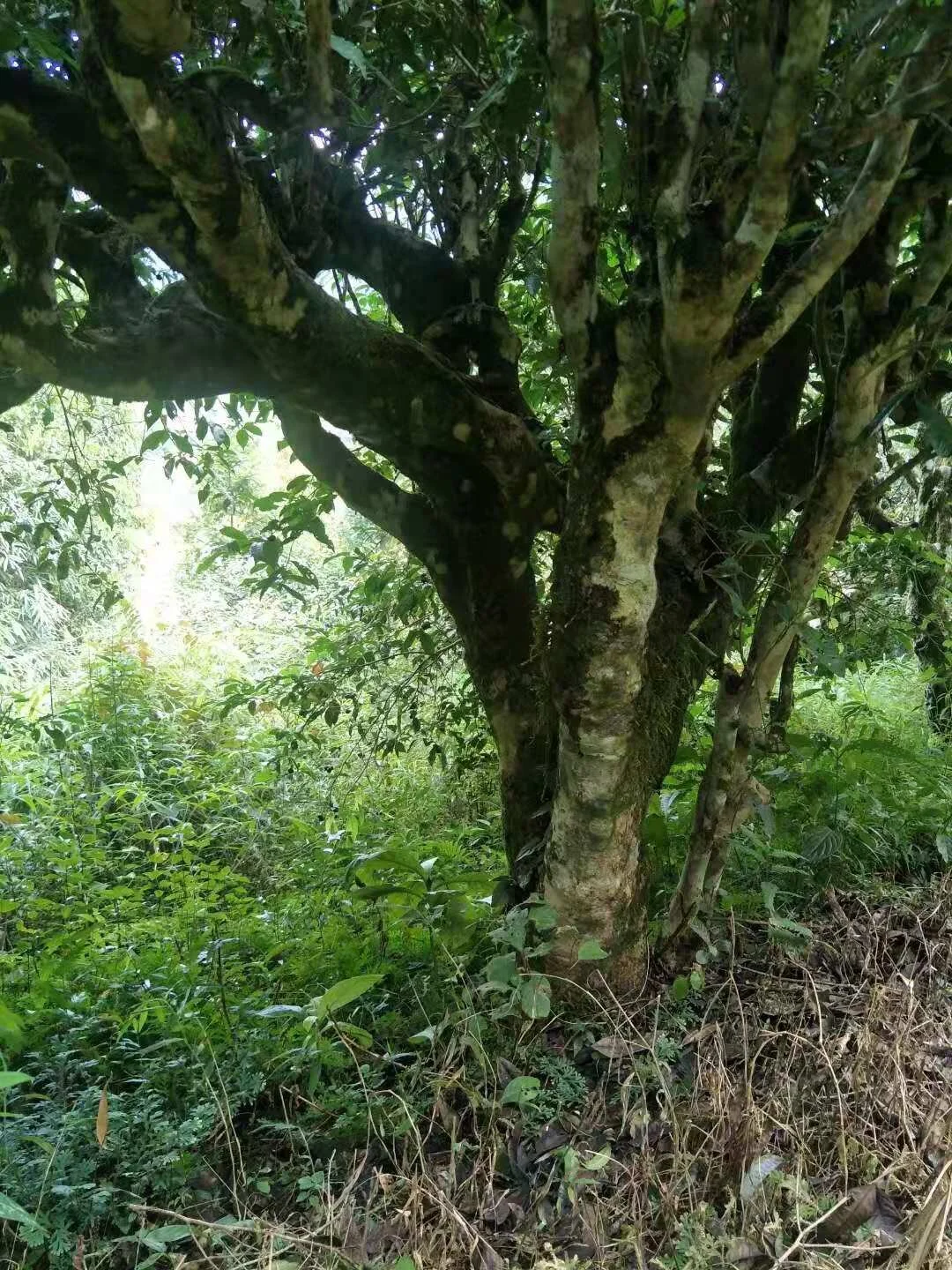 breathing leaves