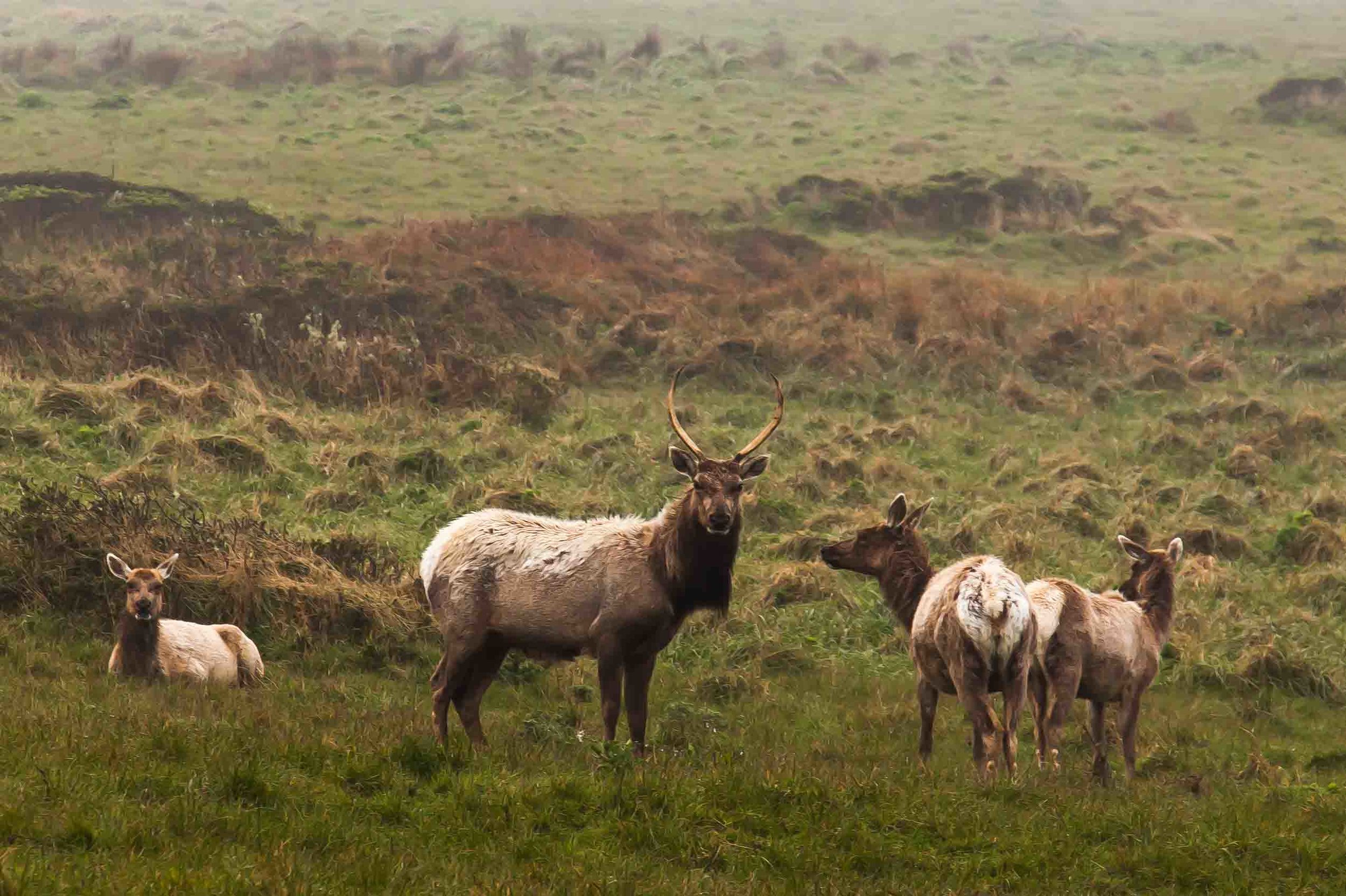 20120325-Tulie Elk buck with herd.jpg