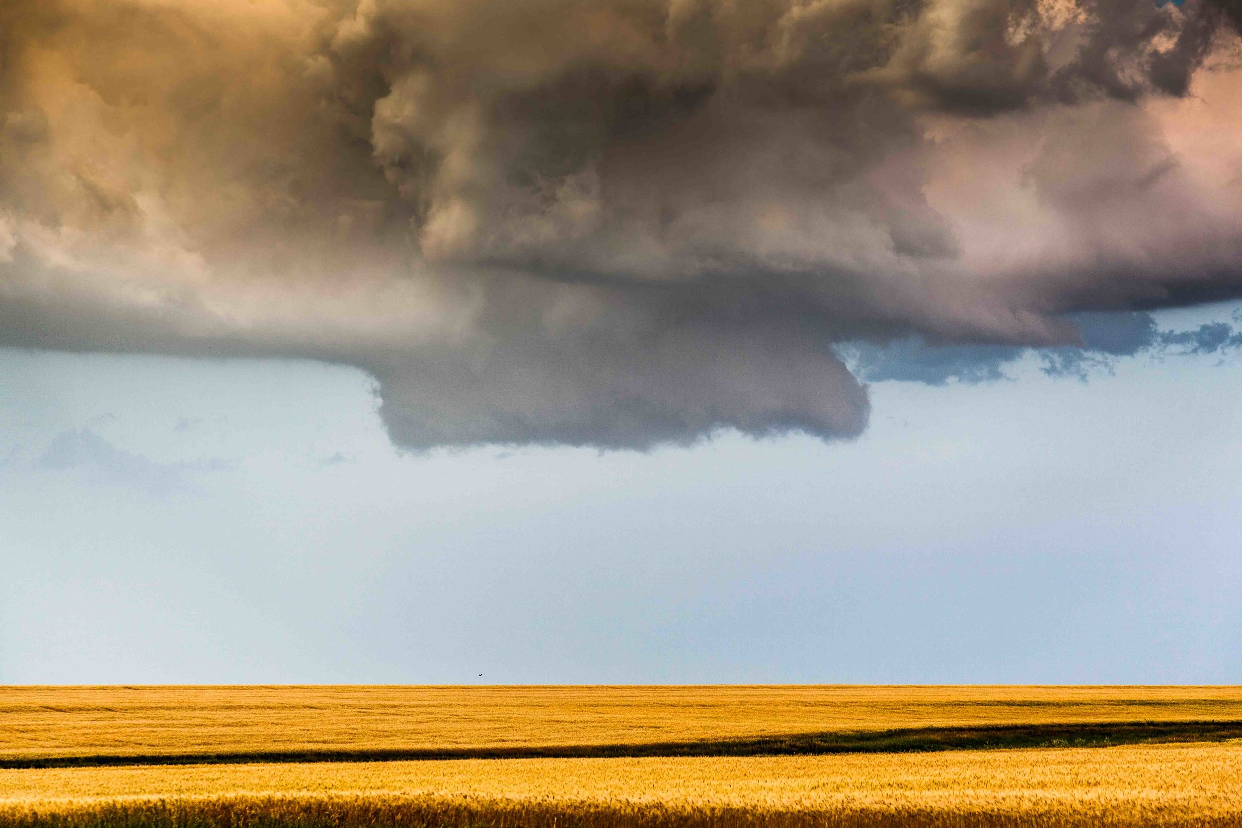 Wheat field with crow, and wall cloud