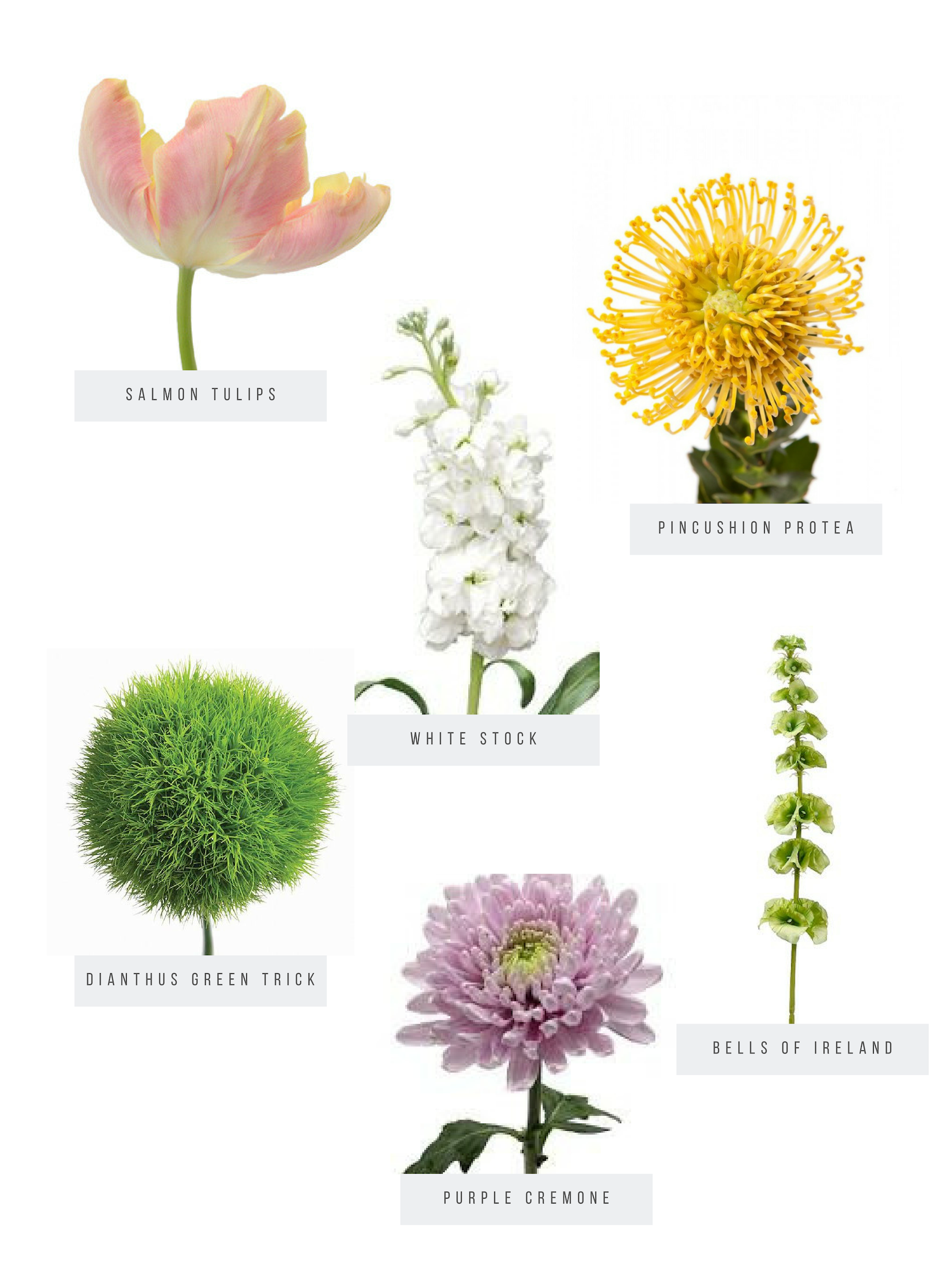 sALMON tULIPS.png