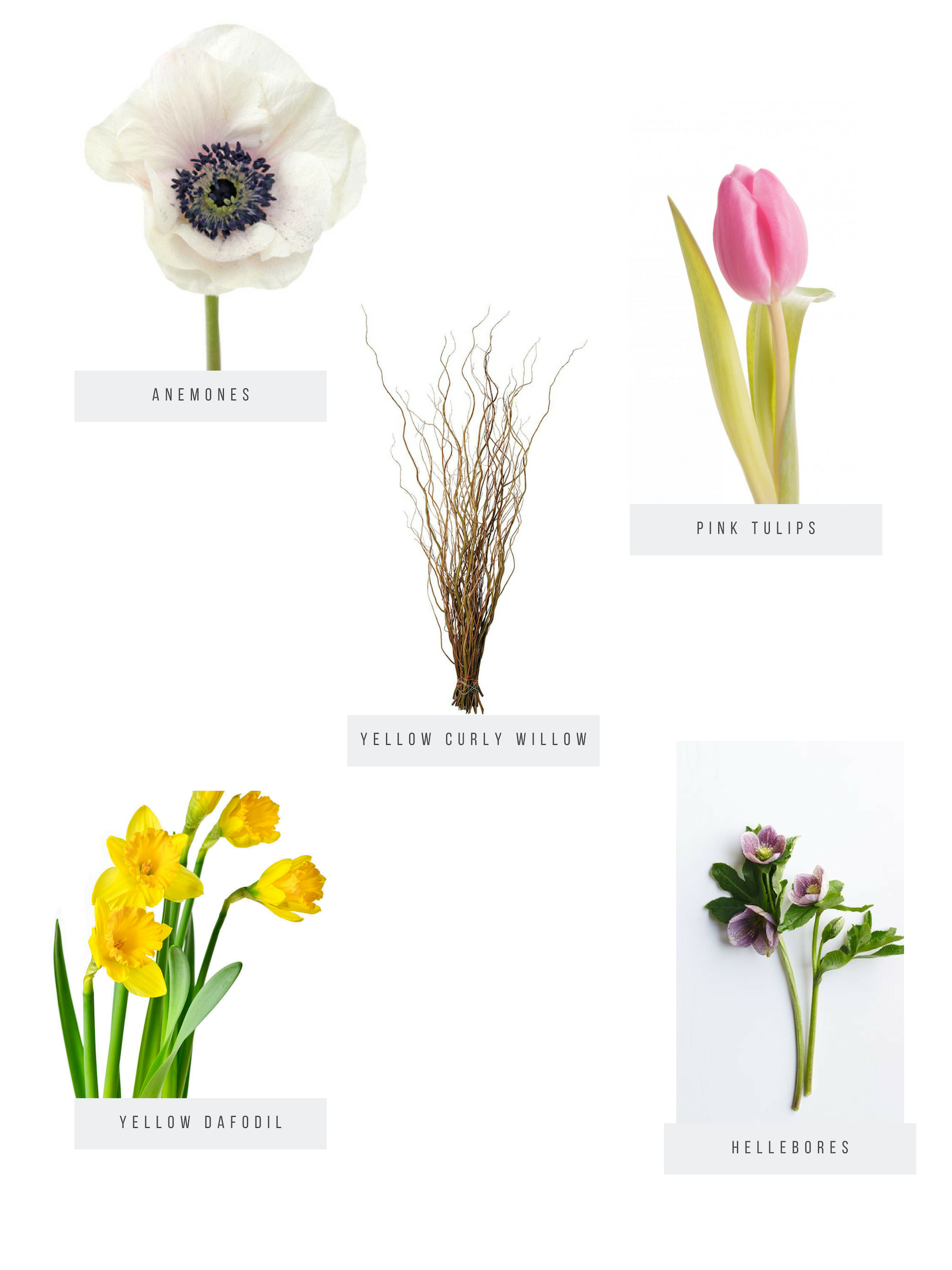 Copy of sALMON tULIPS.png