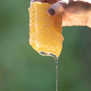 savannah-bee-company-raw-acacia-honeycomb-easy-ways-to-eat.jpg